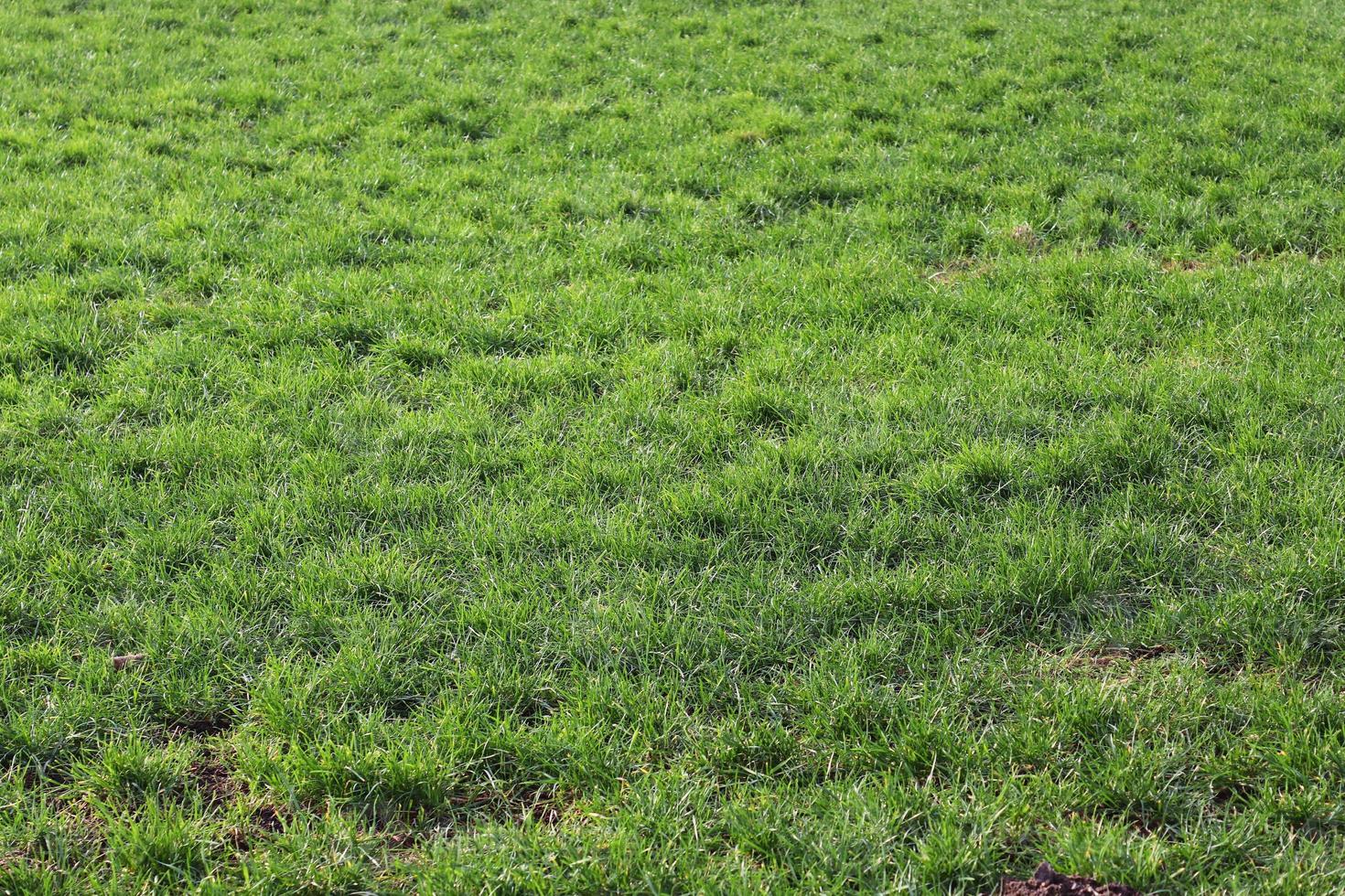 Close up surface of green grass on a meadow on a sunny summer day. photo