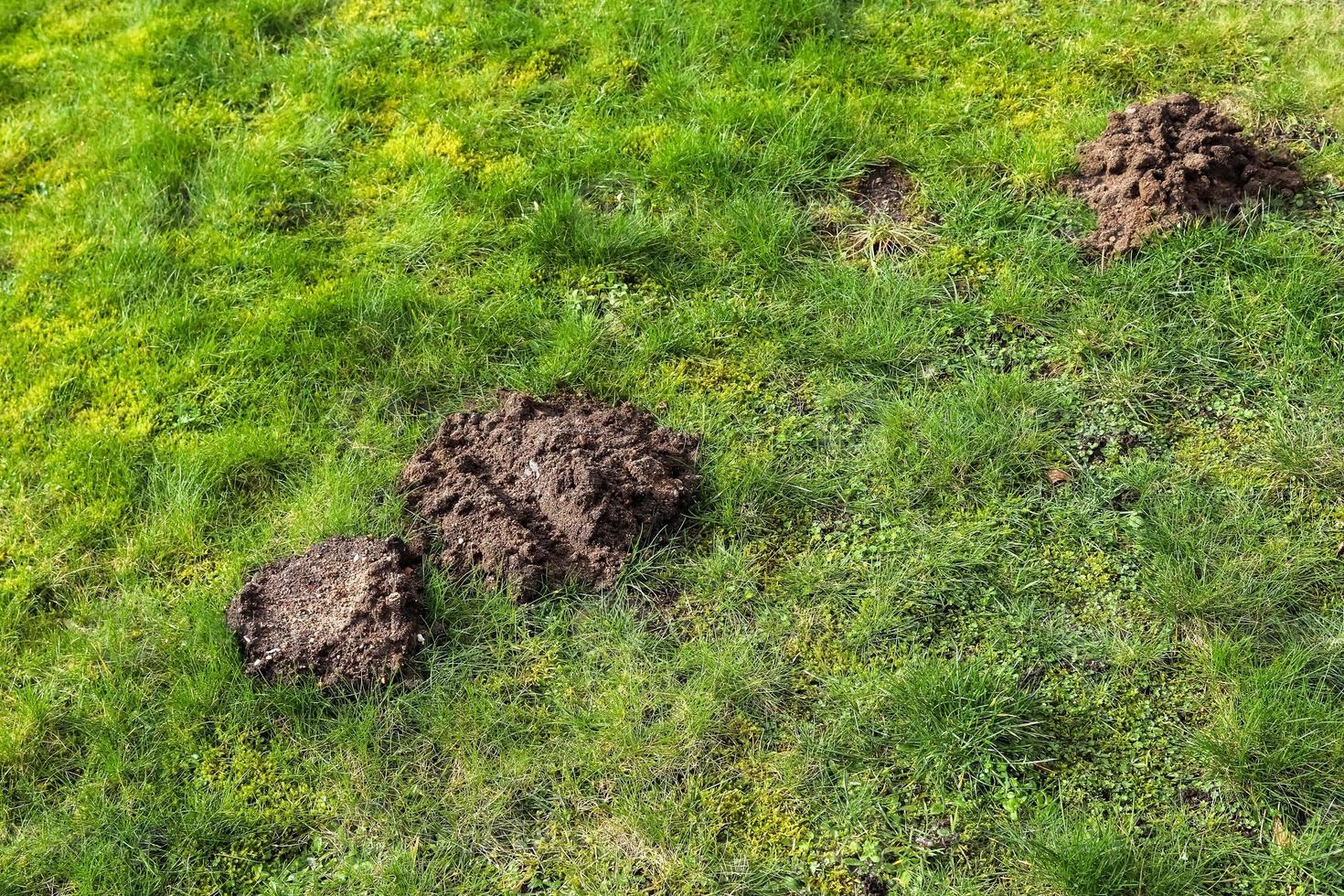 Close up surface of green grass on a meadow on a sunny summer day. photo
