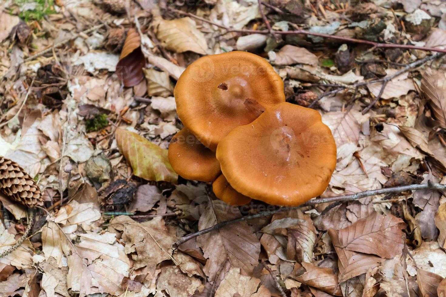 Detailed close up view on a forest ground texture with mushrooms and moss found in a european forest. photo