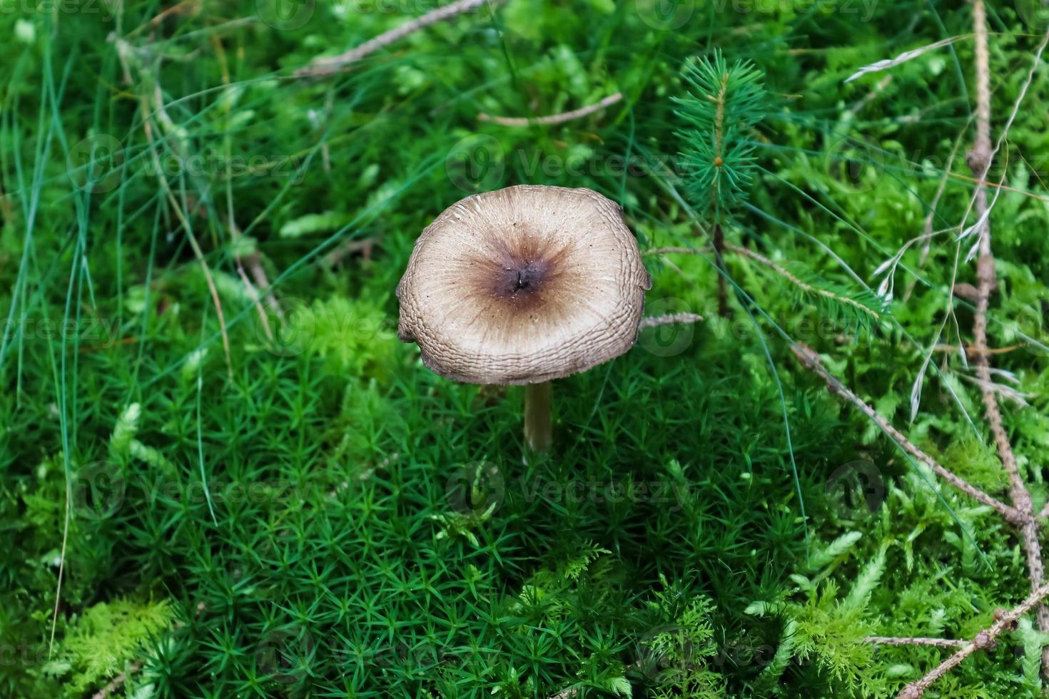 Detailed close up view on a forest ground texture with mushrooms and moss found in a european forest. photo