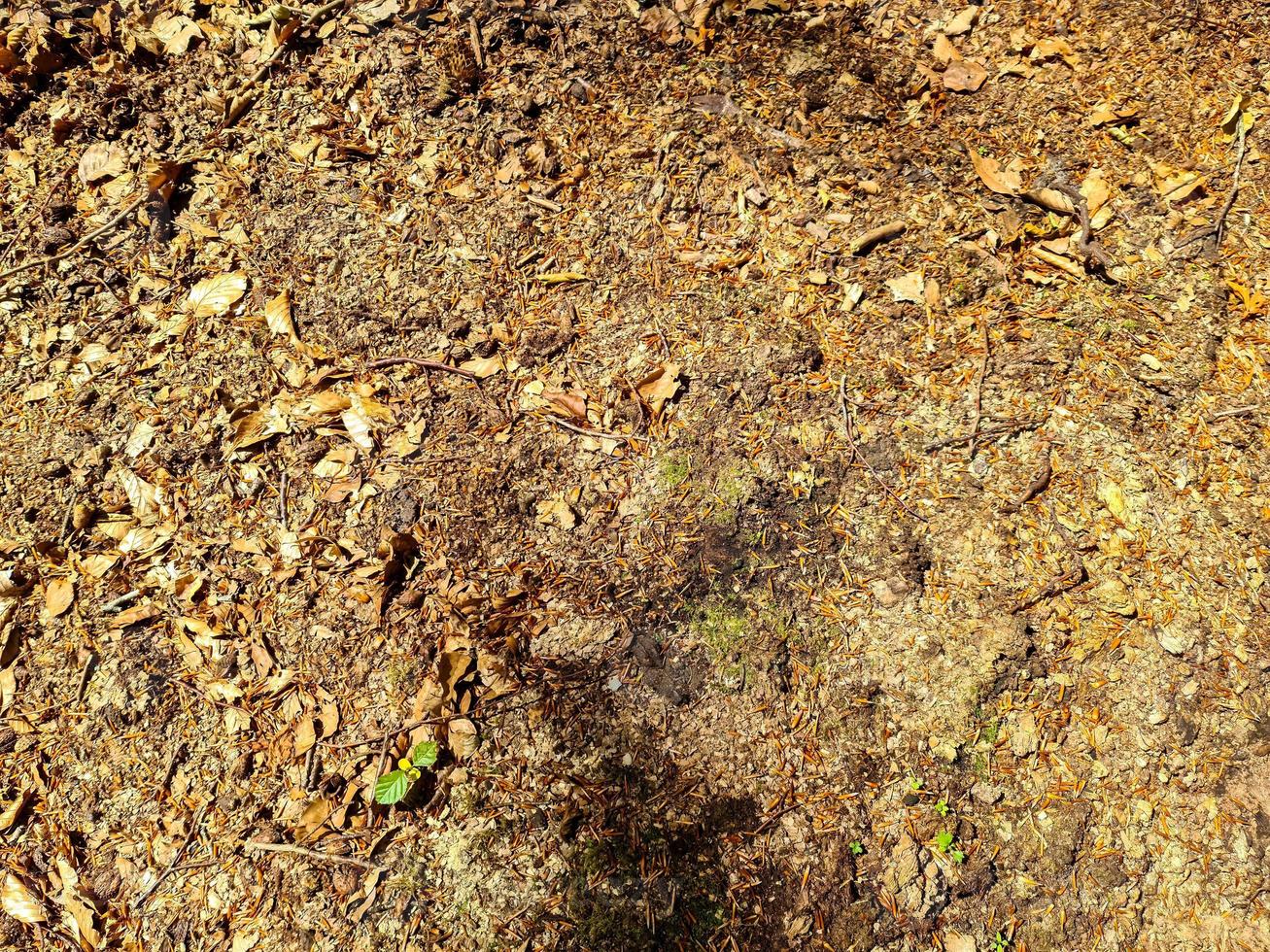 Detailed close up view on a forest ground texture with moss and branches photo