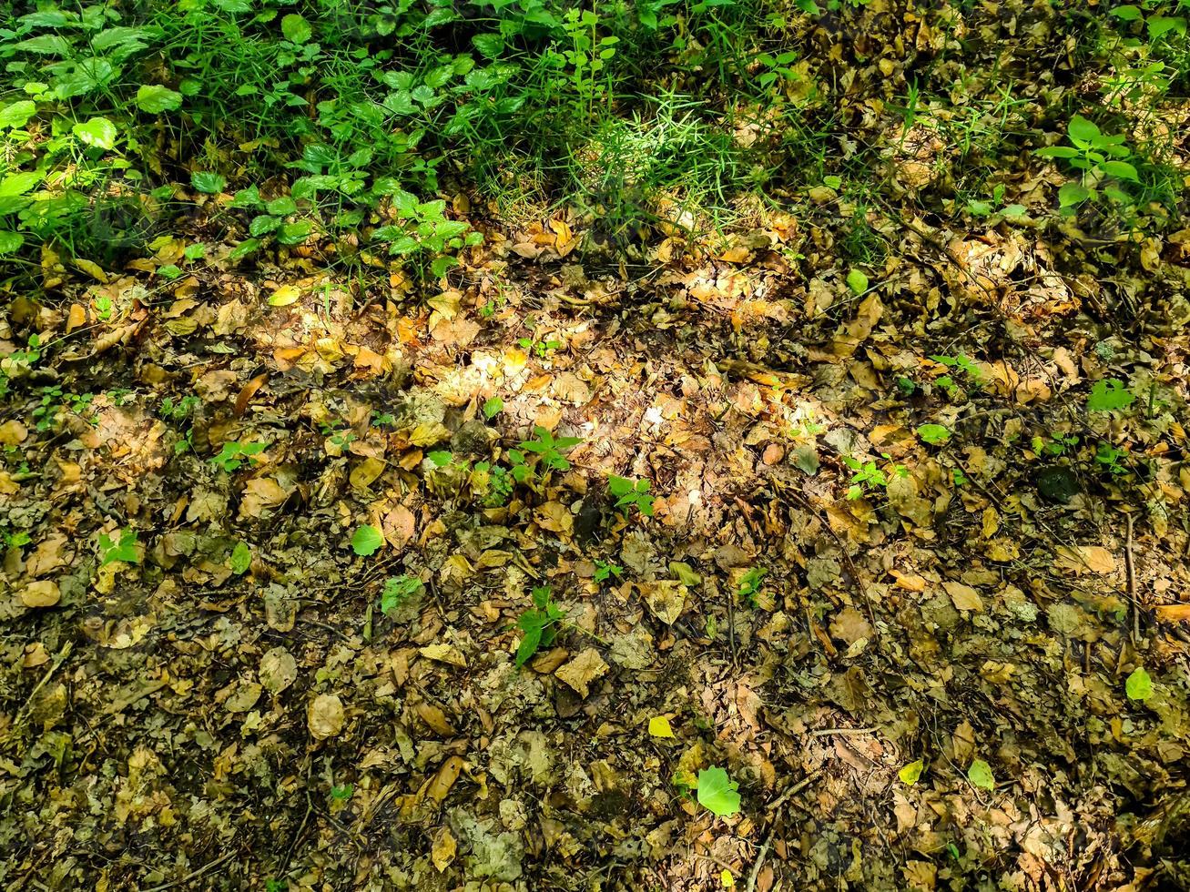 Detailed close up view on a forest ground texture with moss and branches photo