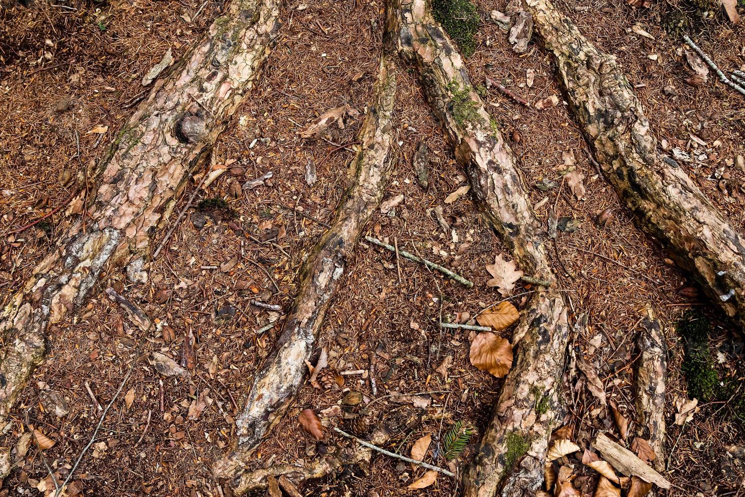 Detailed close up view on a forest ground texture with moss and branches photo
