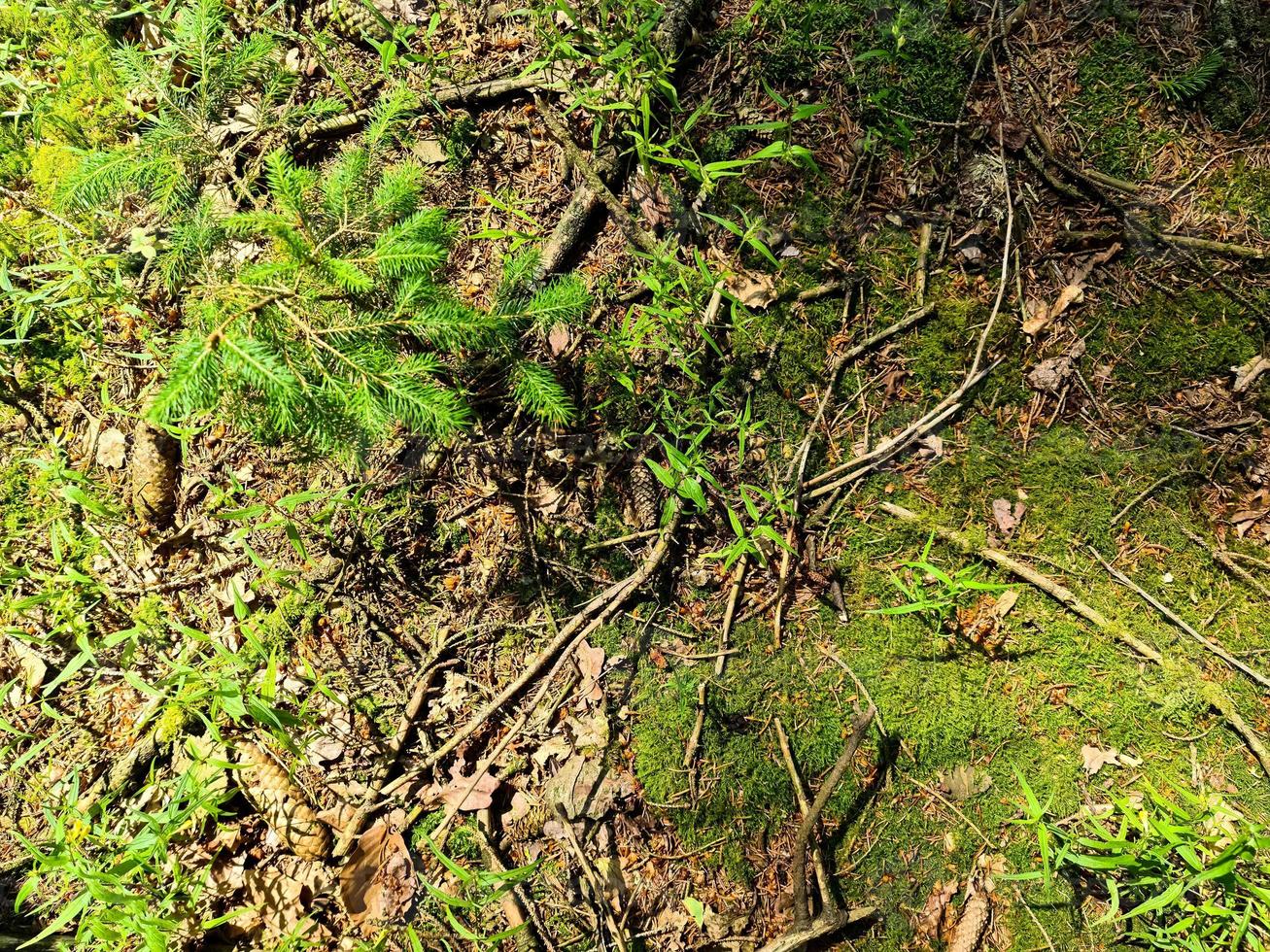 Detailed close up view on a forest ground texture with moss and branches photo