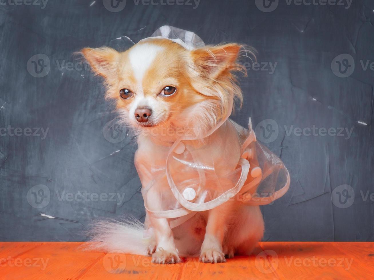 A dog of the Chihuahua breed is white and red in a transparent coat. Cute dog on black background with orange. photo