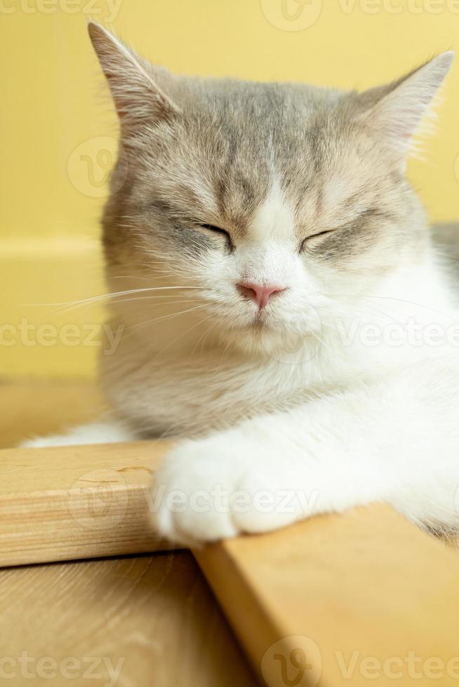 cat with his eyes closed. cat lies clasped and closed his eyes photo