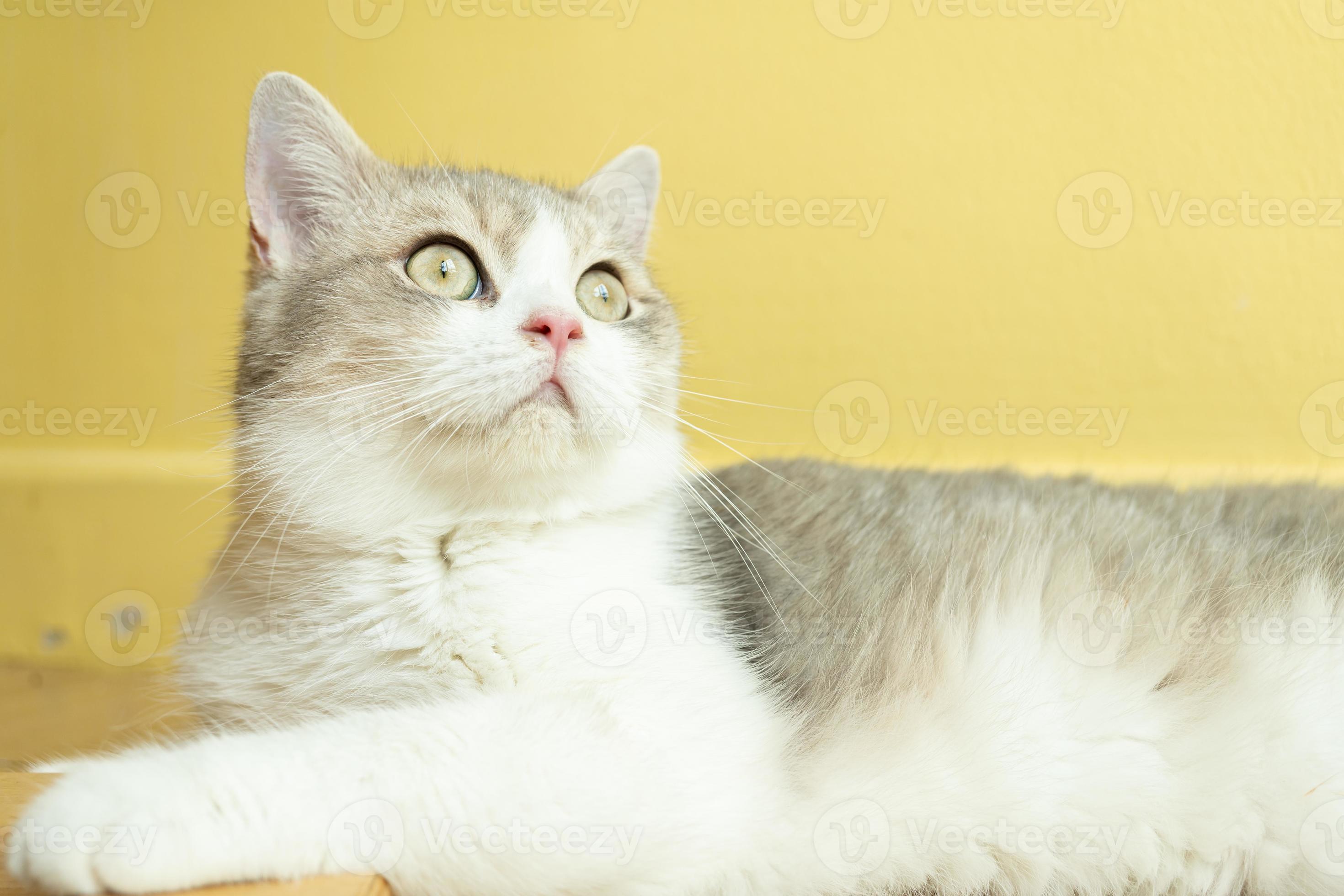 cute cat looking around, concept of pets, domestic animals. Close-up portrait of cat sitting down looking around 12569956 Stock Photo at Vecteezy cute cat looking around, concept of pets, domestic animals. Close-up portrait of cat sitting down looking around 12569956 Stock Photo at Vecteezy
