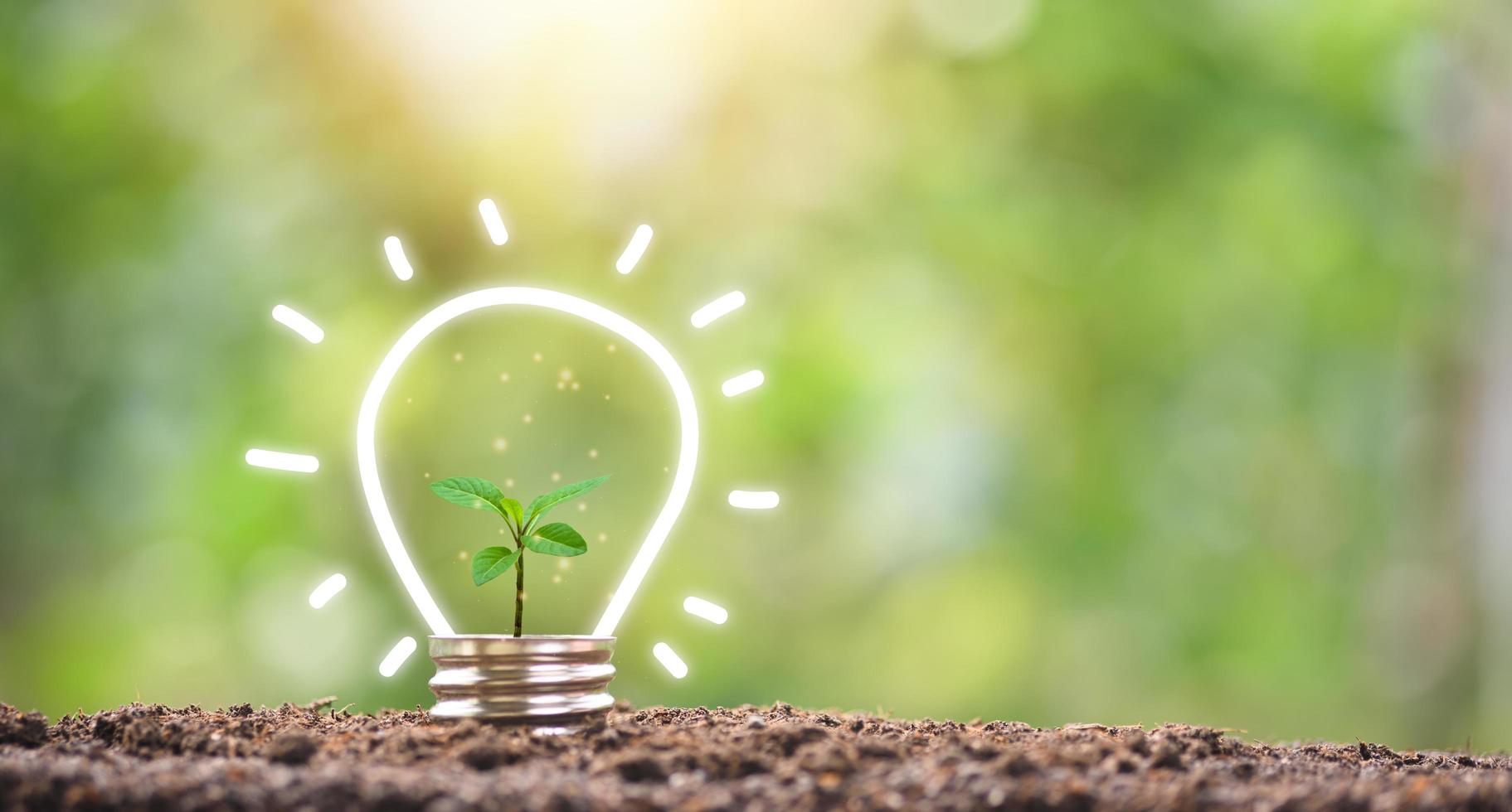 protecting the environment alternative energy Sustainable renewable energy sources Green energy innovation and environmentally friendly energy technology,Lampholders,trees on natural background photo