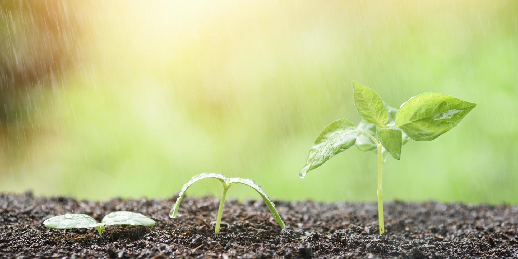 concepto de crecimiento de árboles jóvenes bajo la lluvia, hermoso fondo natural verde, cuidado y conservación de los recursos forestales, campaña de plantación de árboles, reducción del calentamiento global, adición de espacios verdes al mundo, foto