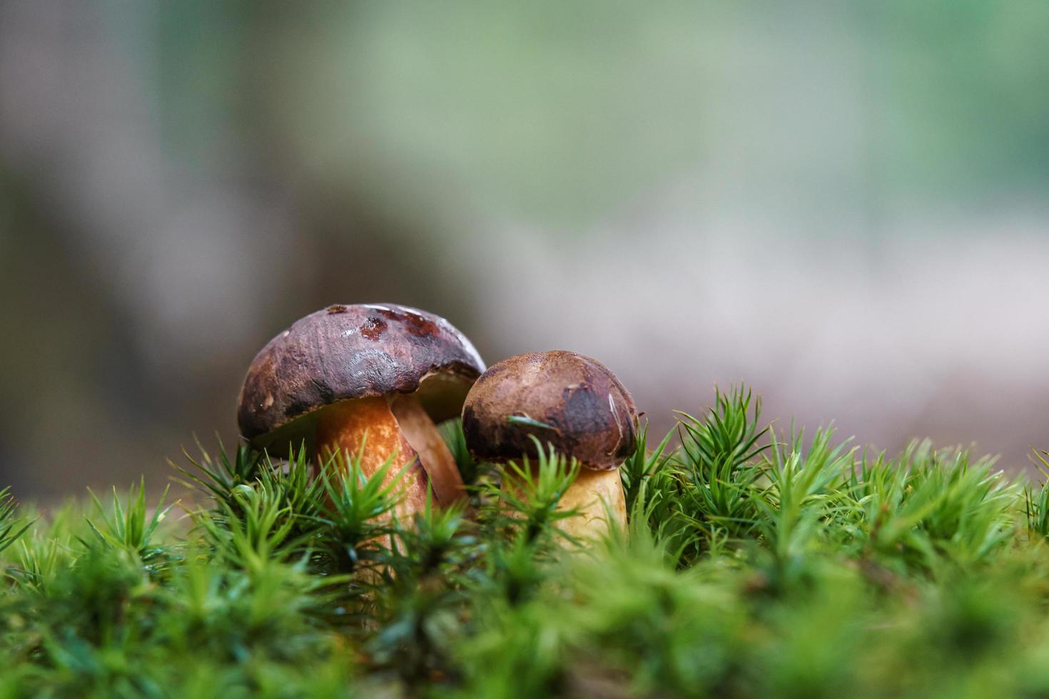 Boletus in moss photo