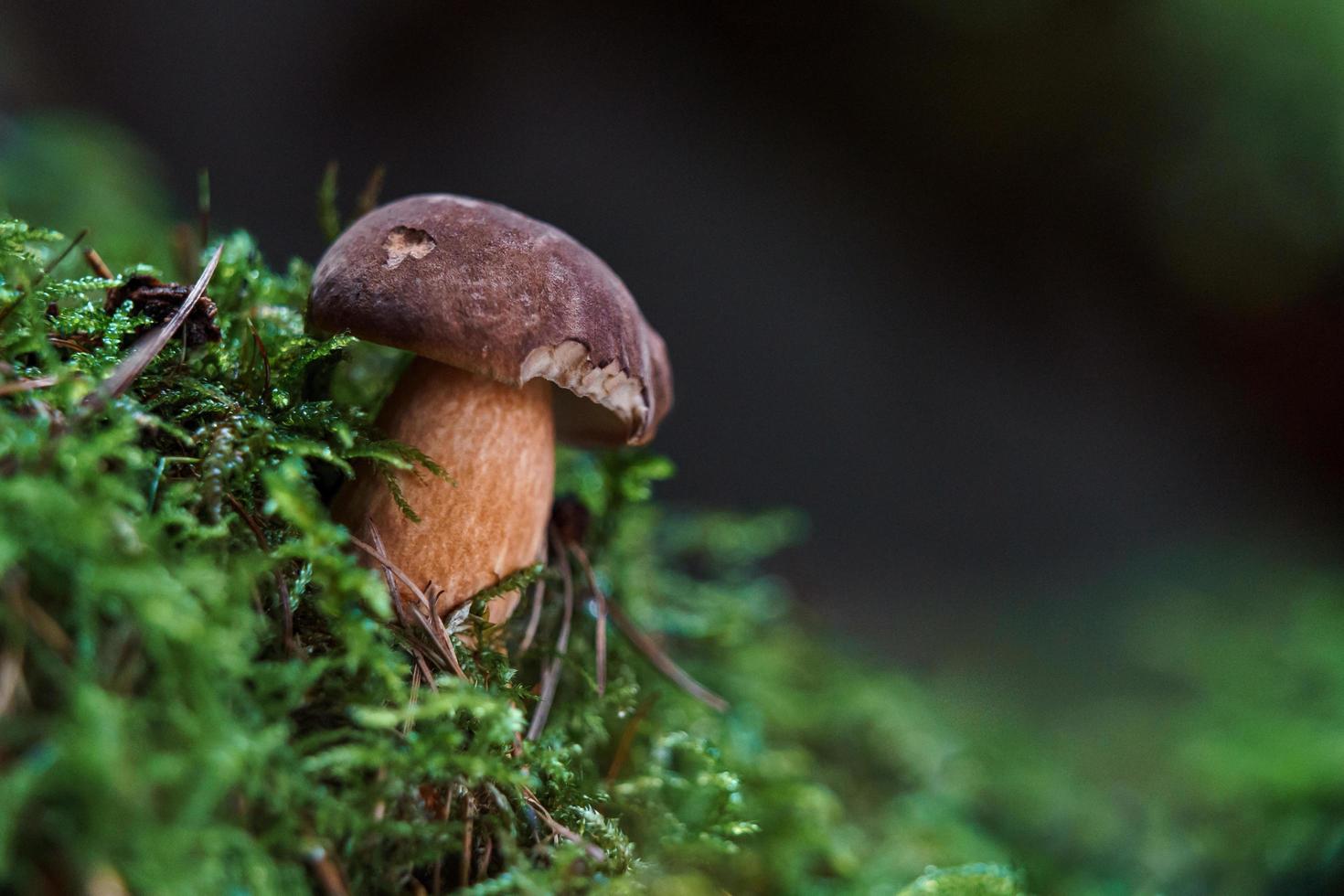 Boletus in moss photo