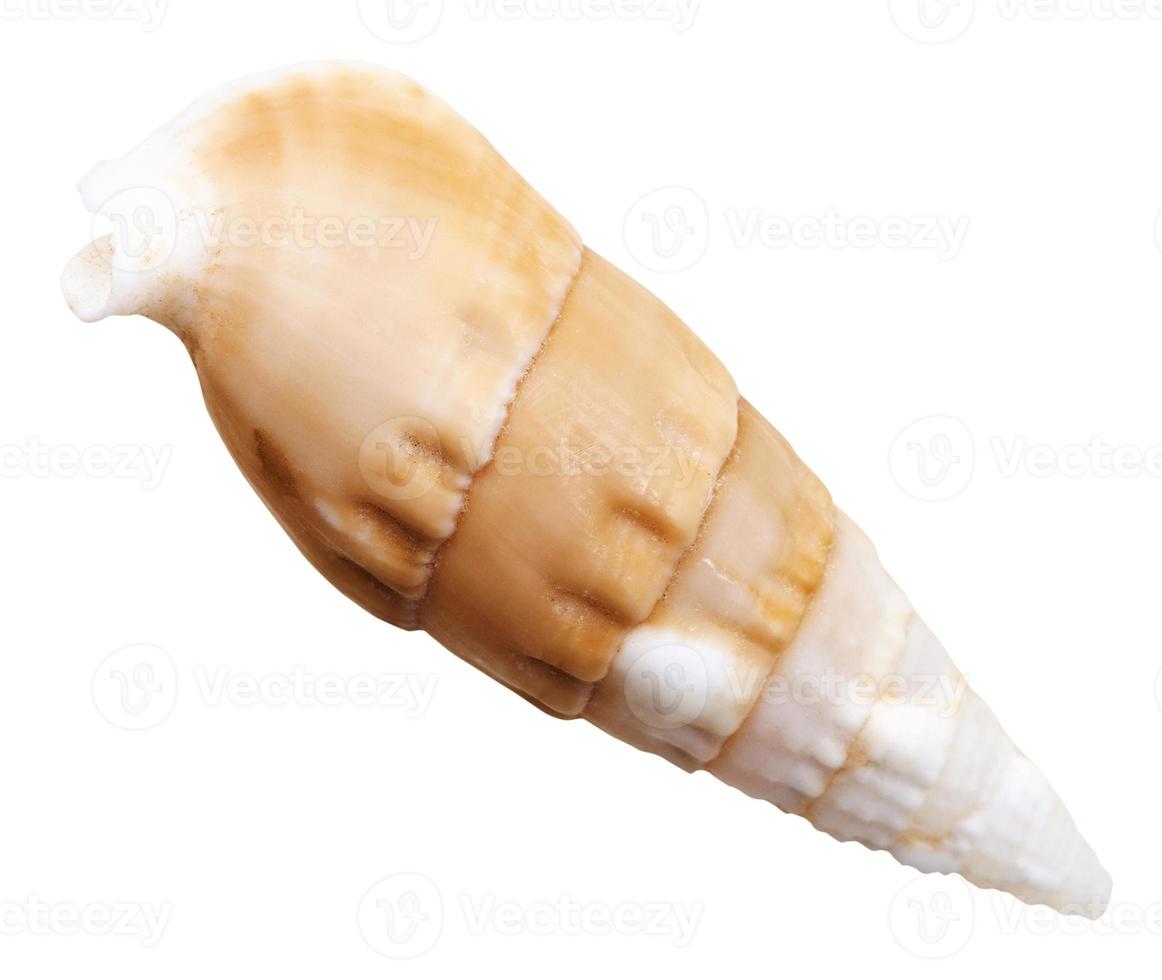 sea cone mollusk shell isolated on white photo