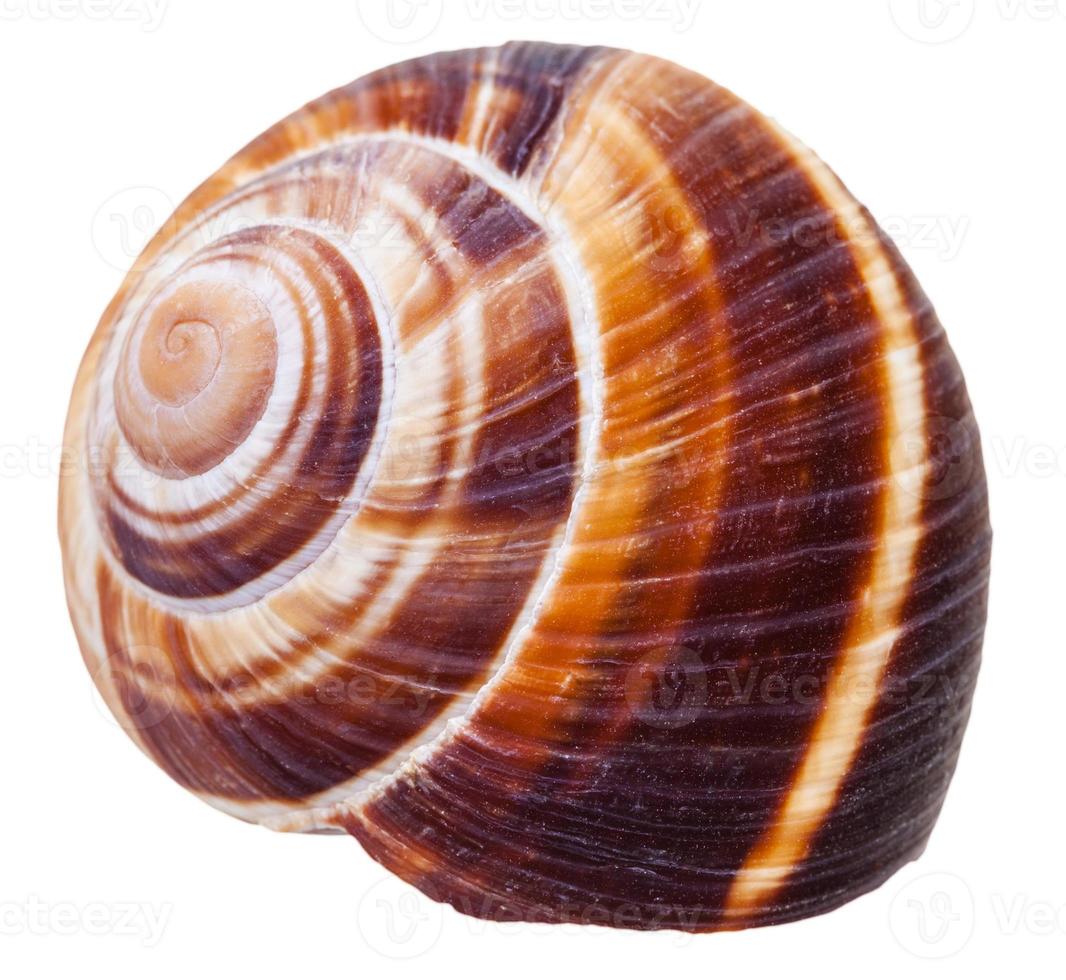 empty spiral mollusc shell of land snail isolated photo