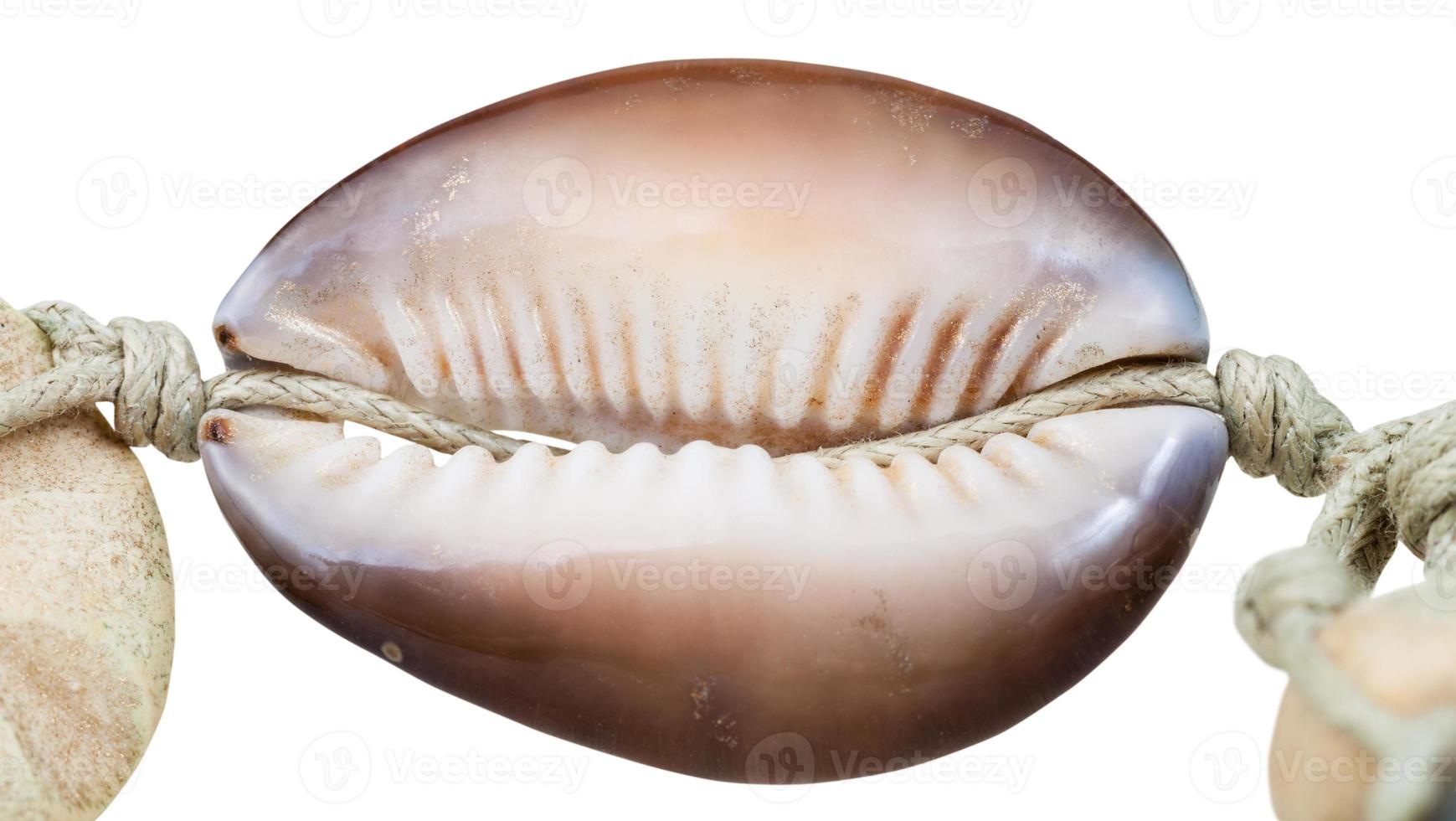 bead from natural cowry mollusk shell on thread photo