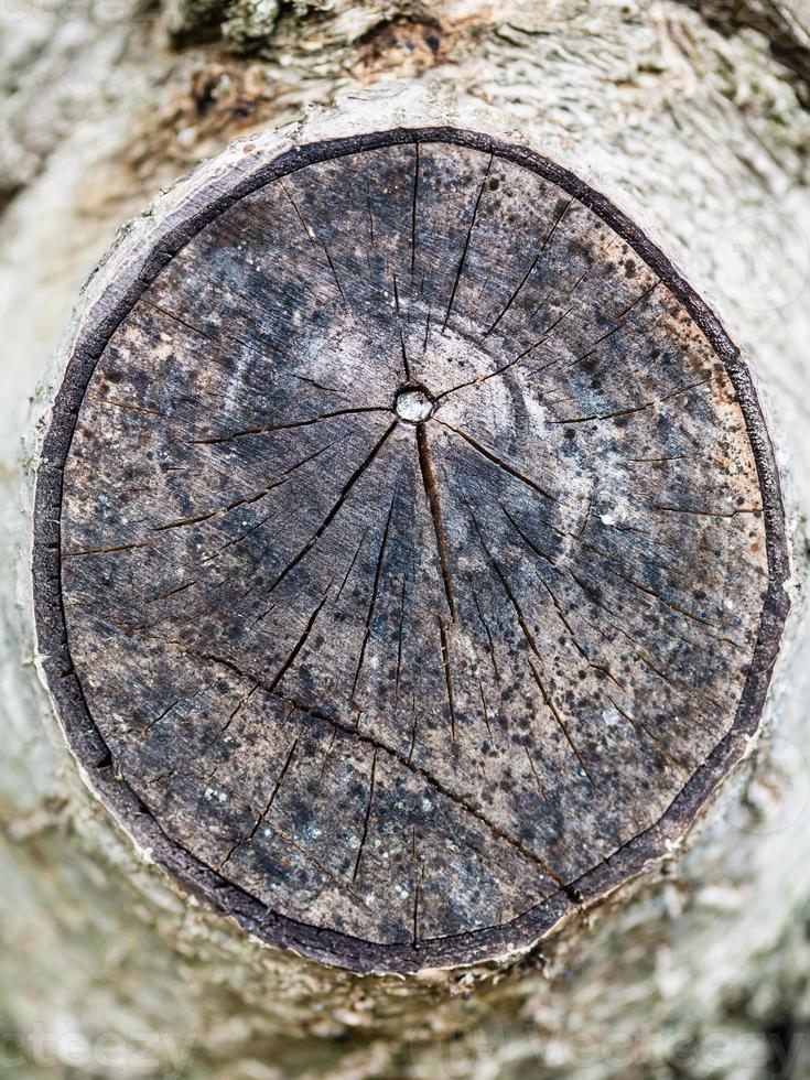 cross section of walnut tree branch photo