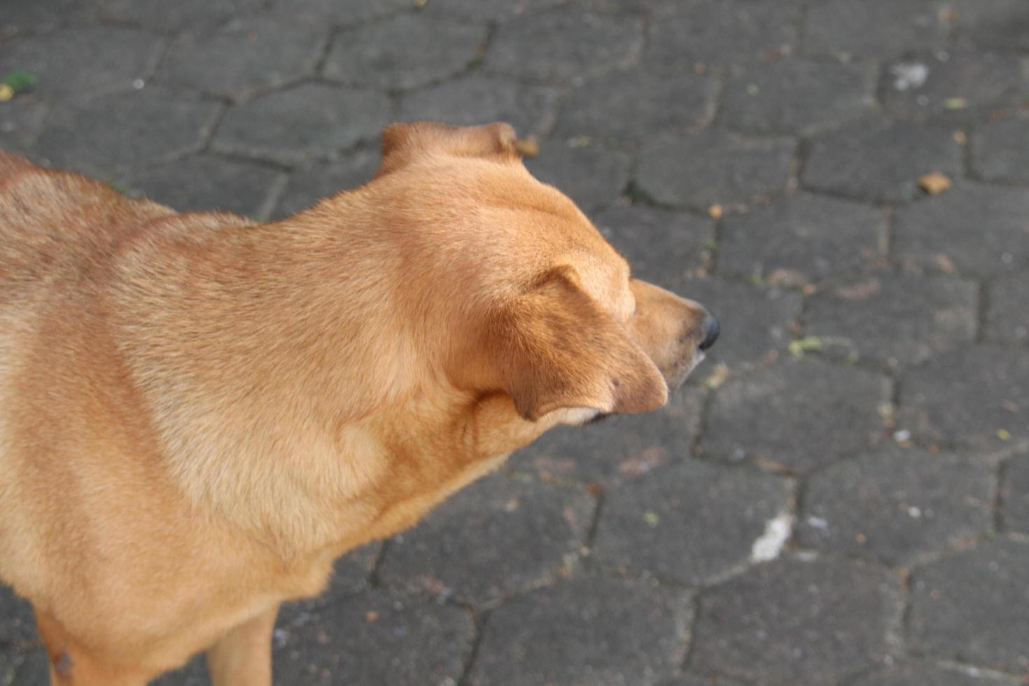 el perro marrón tailandés apartó la cabeza y desdibujó el hormigón oscuro. foto