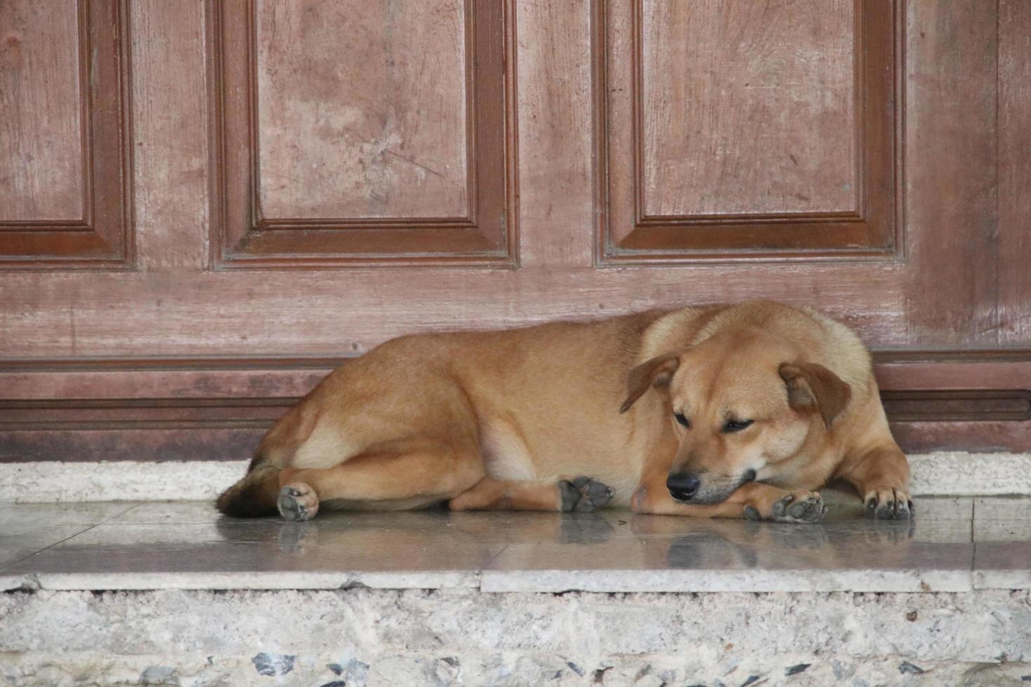 Brown Thai dog lie down beside wood door. Dog is sleeping on floor. photo