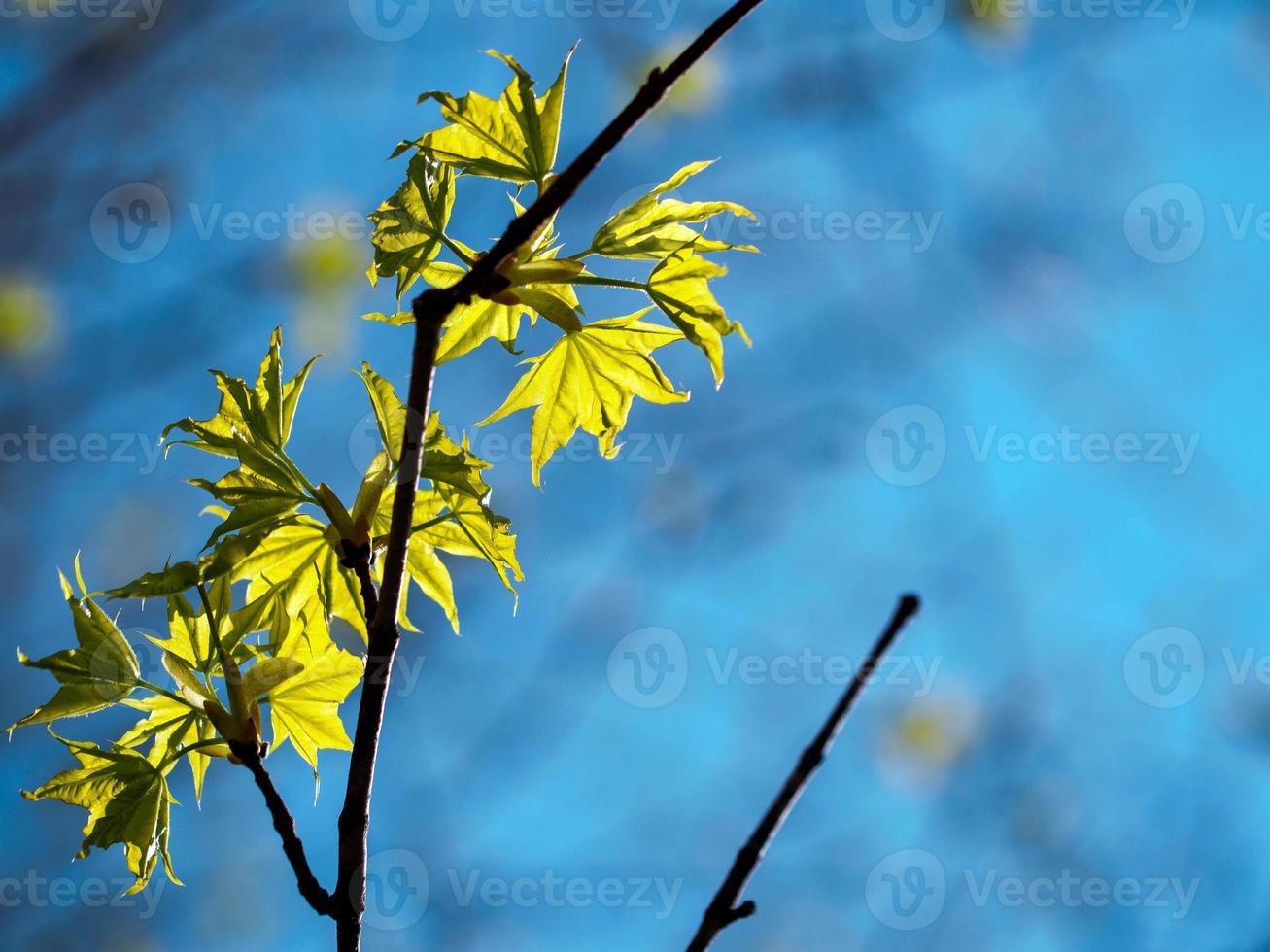 Young maple leaves with blue background photo