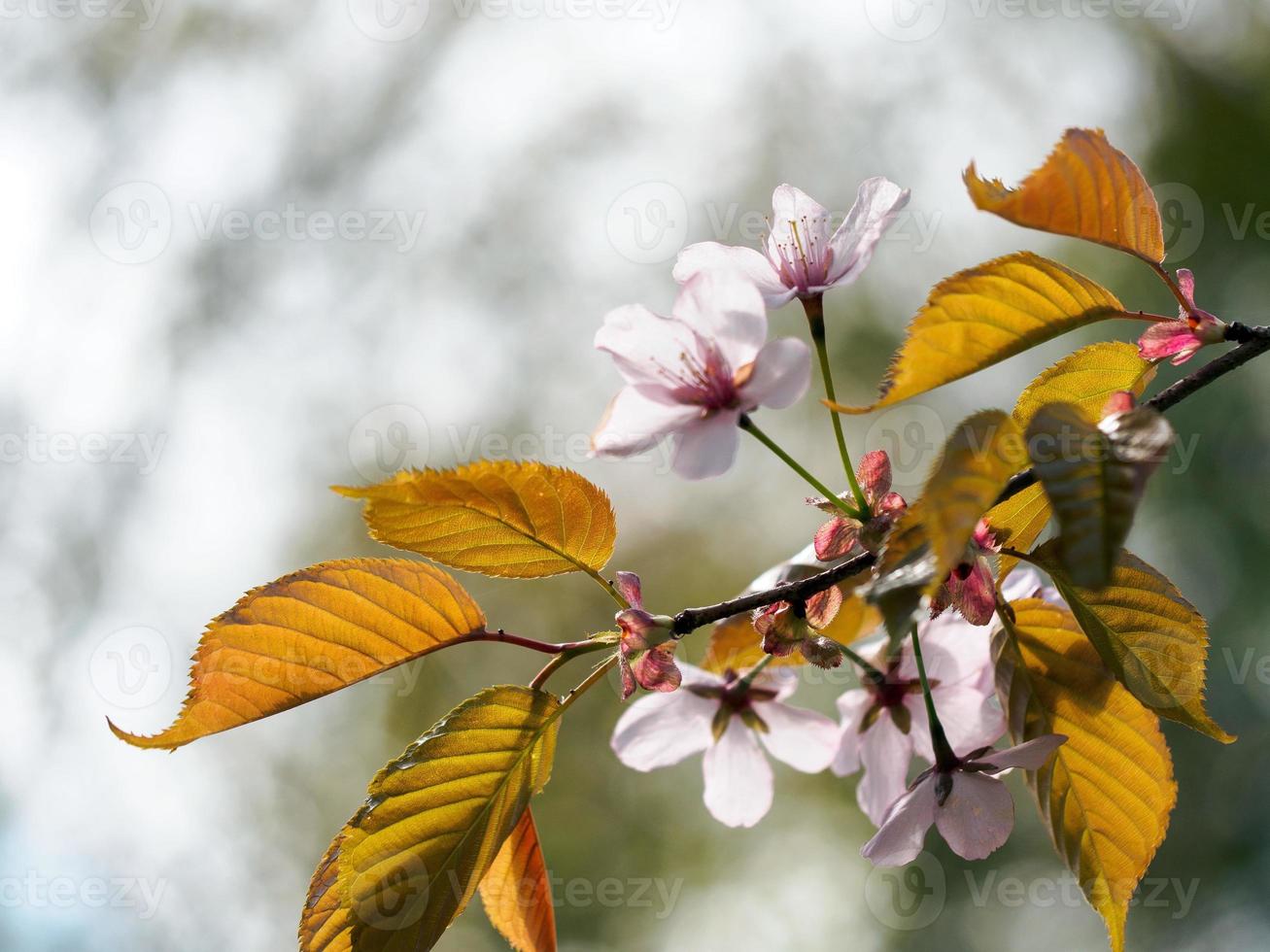 flores de cerezo rosa con hojas foto