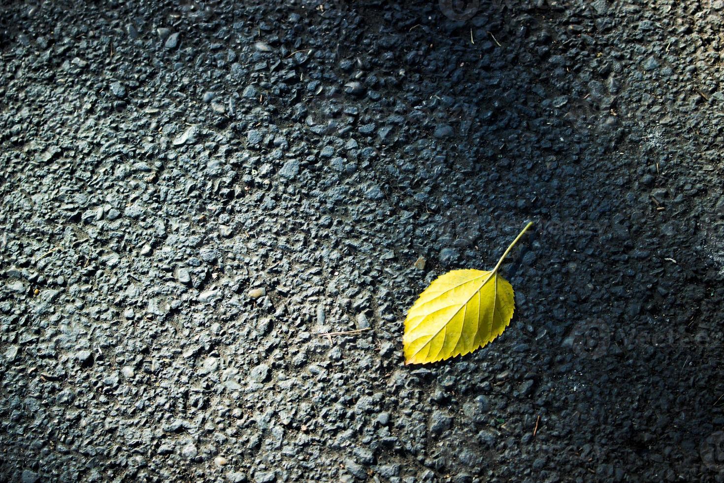 Minimal still life image of a yellow leaf on the road. photo