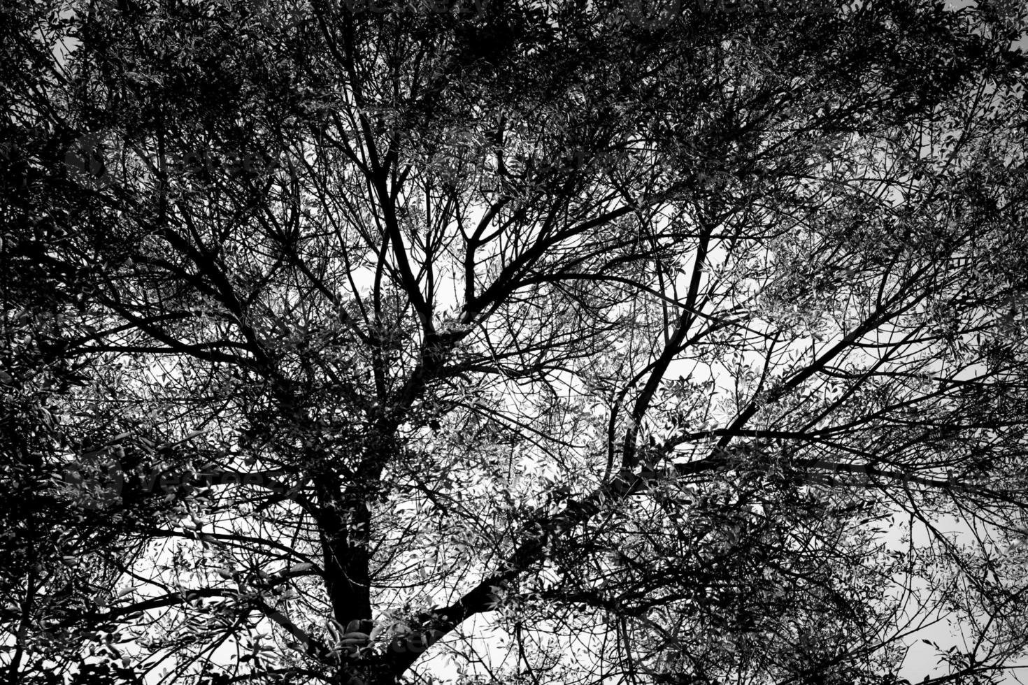 Black and white image of a tree. photo