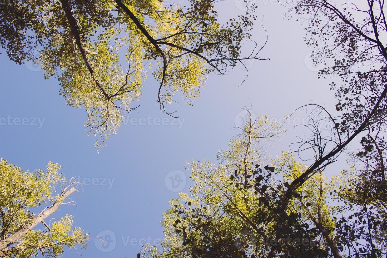 Ground view of beautiful tree tops in autumn. photo