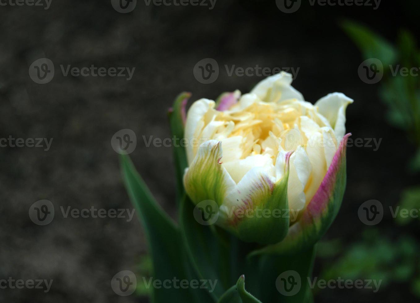 Beautiful white double tulip in the garden photo