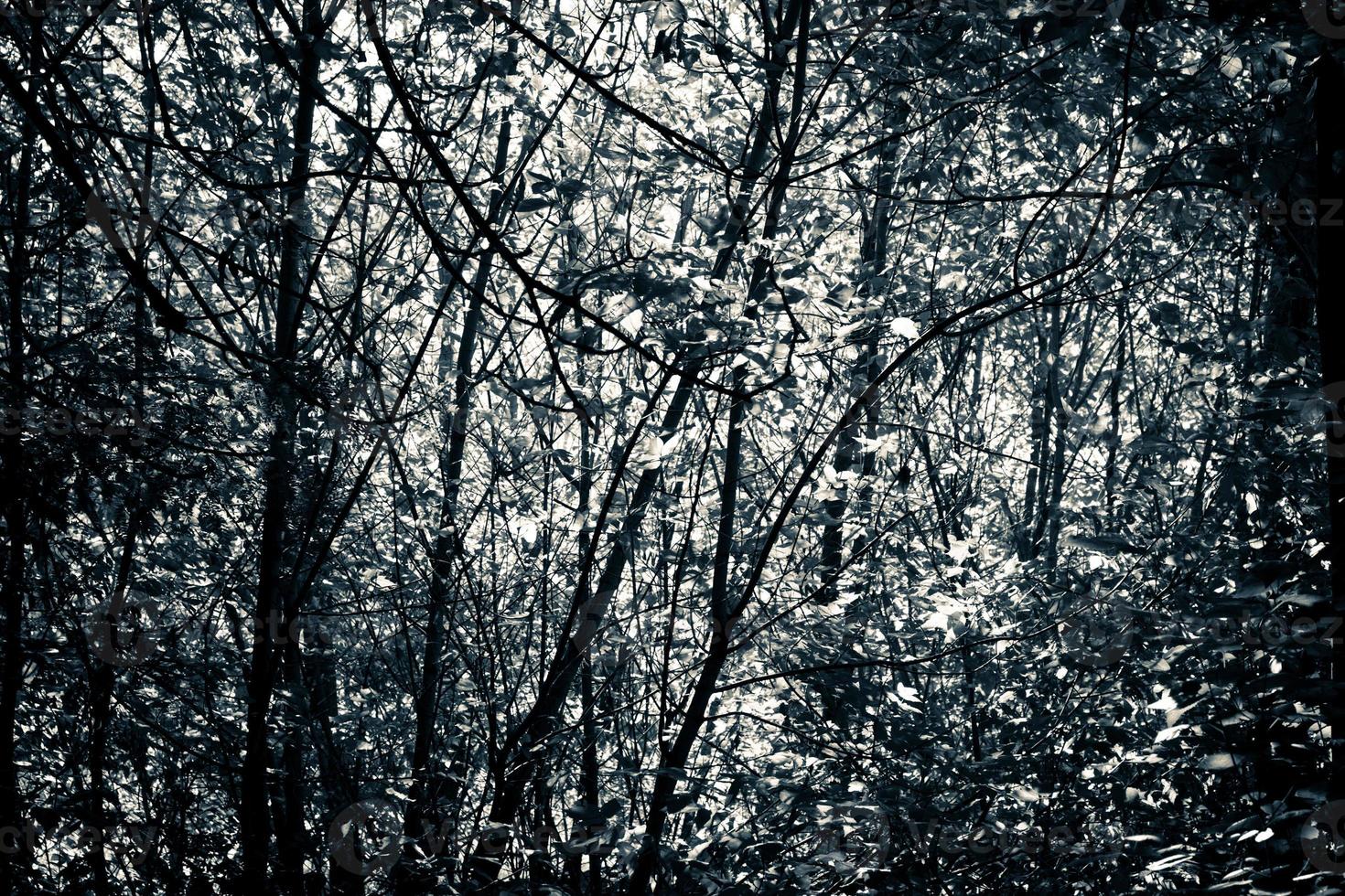 imagen monocromática gris azul de un bosque. foto