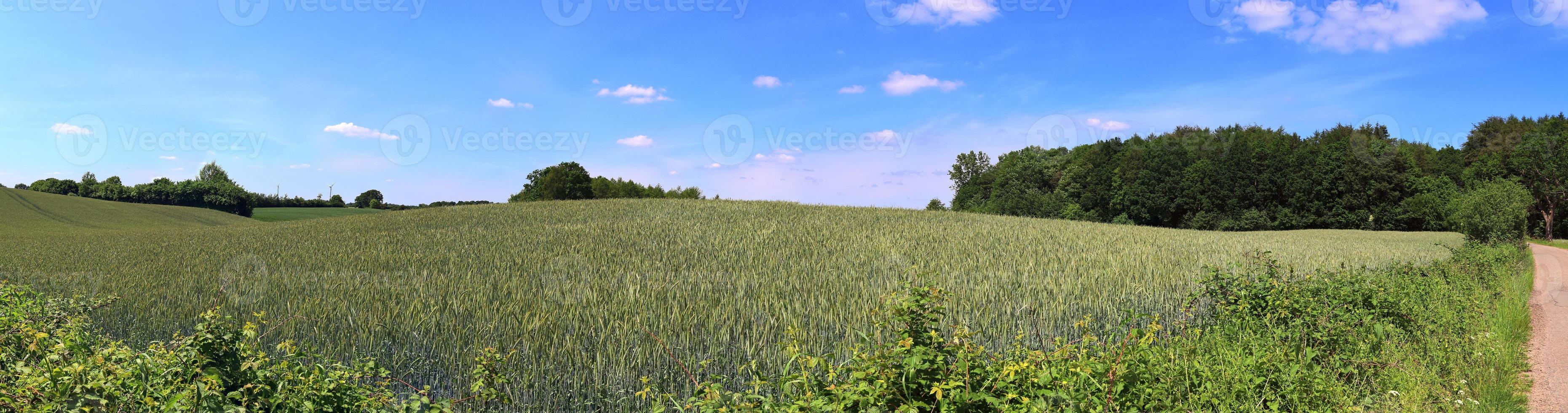 hermoso panorama de alta resolución de un paisaje del norte de Europa con campos y hierba verde foto