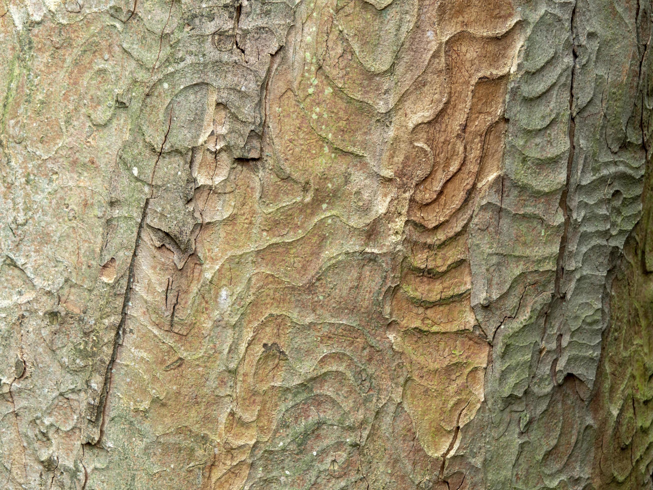 tree-bark-pattern-for-background-and-texture-12571828-stock-photo-at