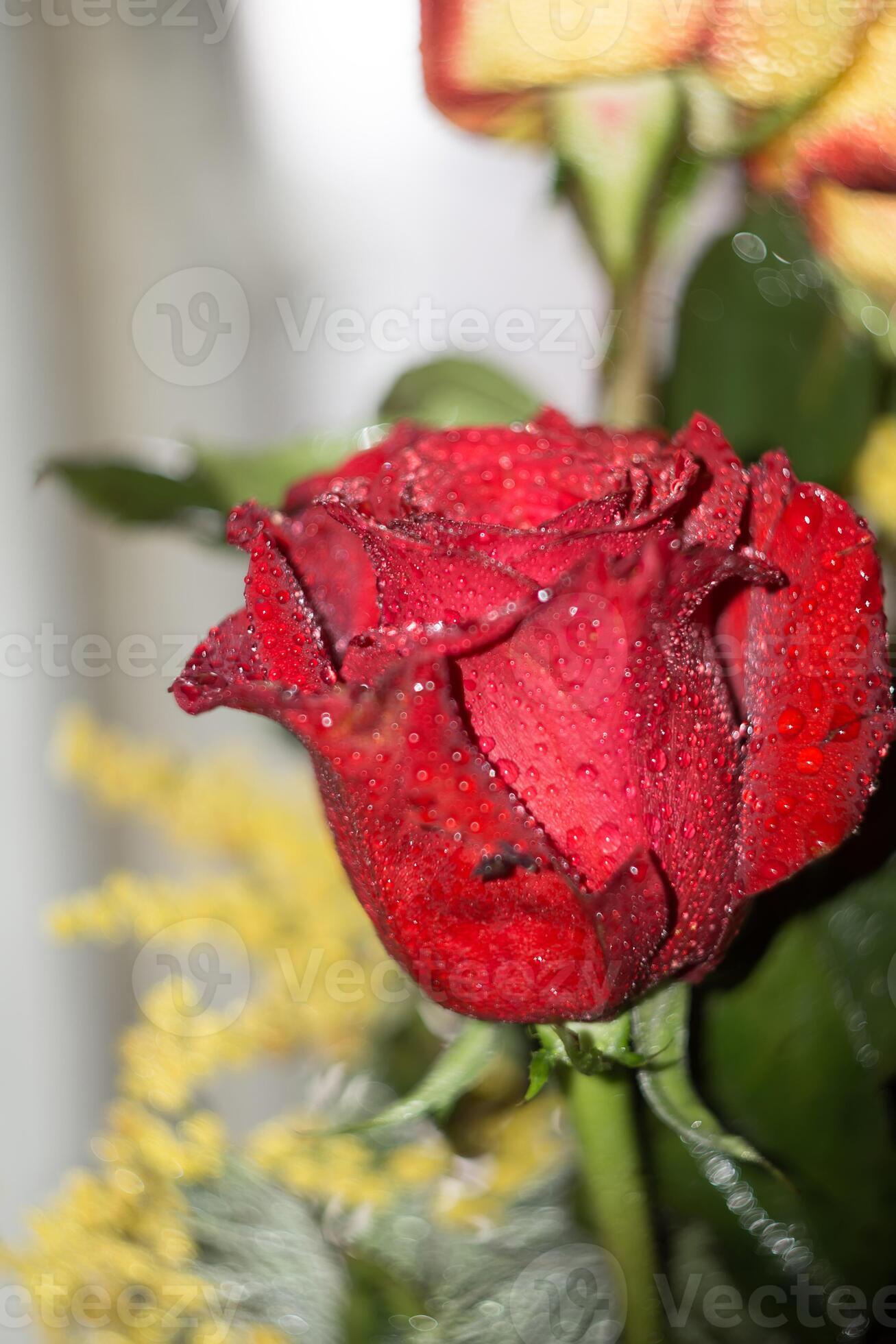 Red and Orange Roses Bouquet 12572318 Stock Photo at Vecteezy