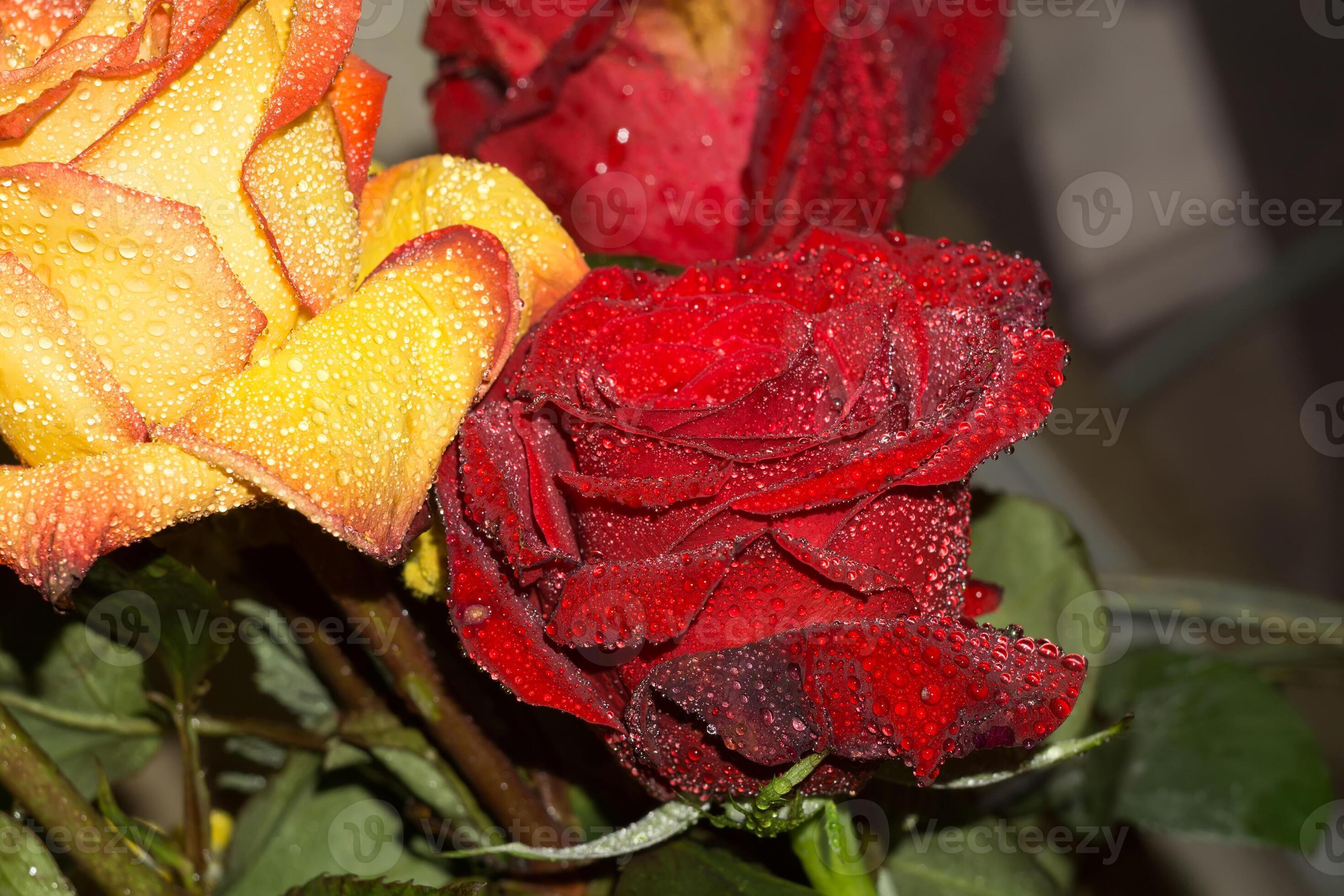 Red and Orange Roses Bouquet 12572325 Stock Photo at Vecteezy