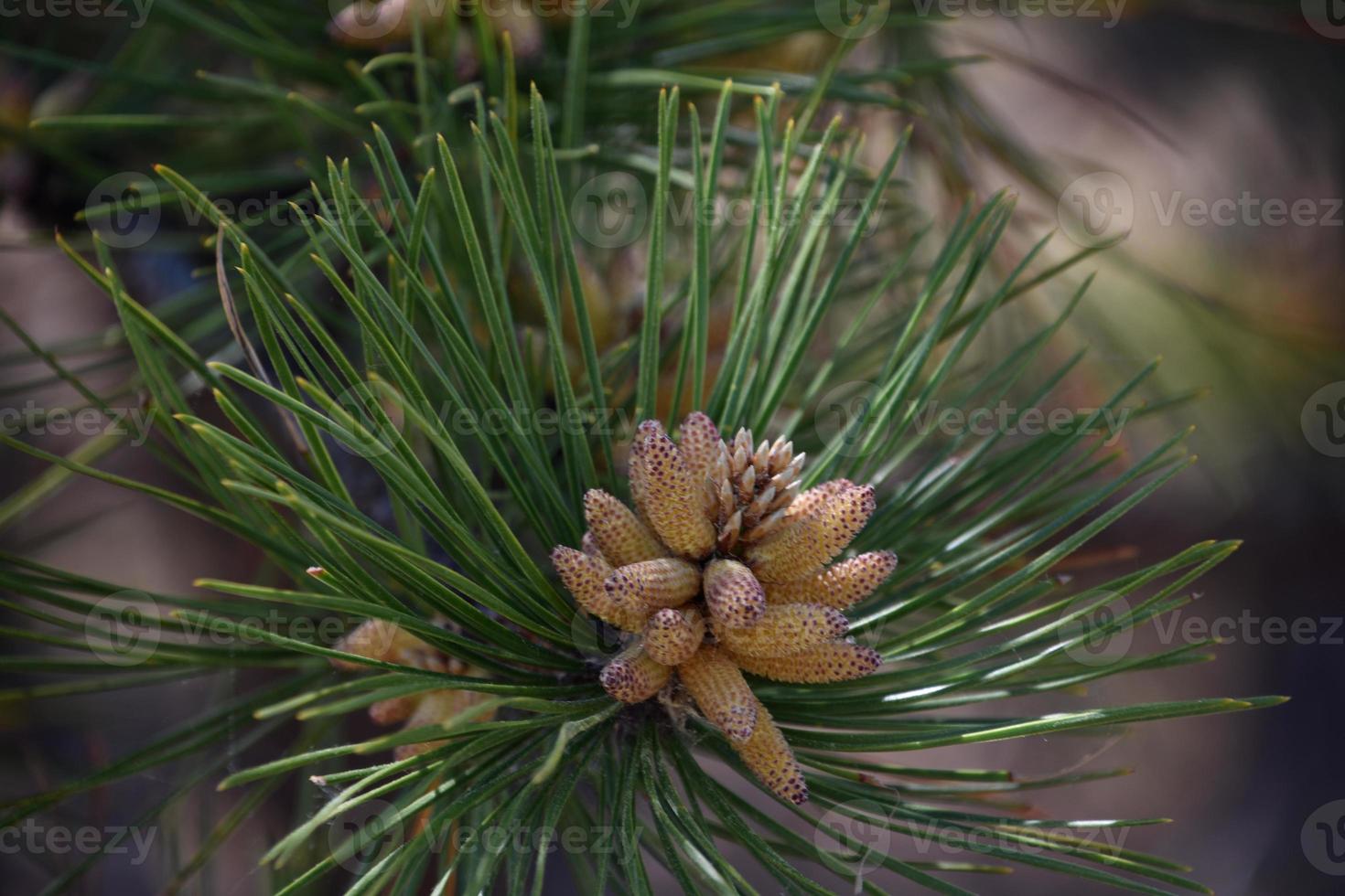 Pine Bough with a Cluster of Cones photo