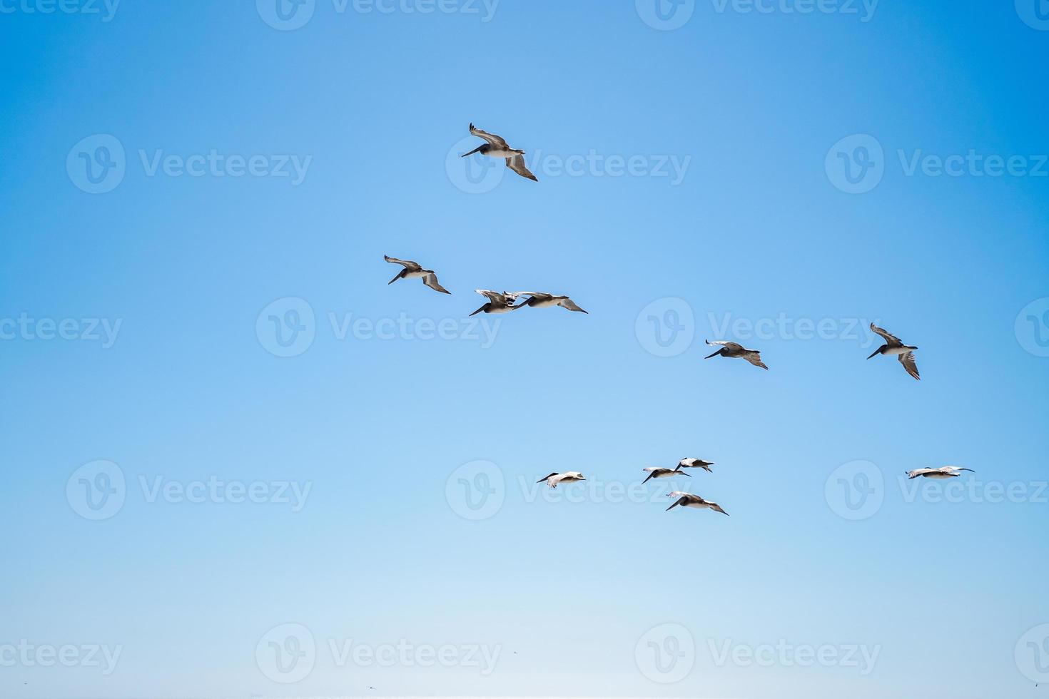 bandada de pelícanos marrones volando foto