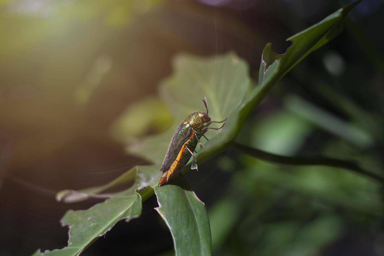 Jewel Beetle perched on a leaf in the garden with a beautiful orange light photo