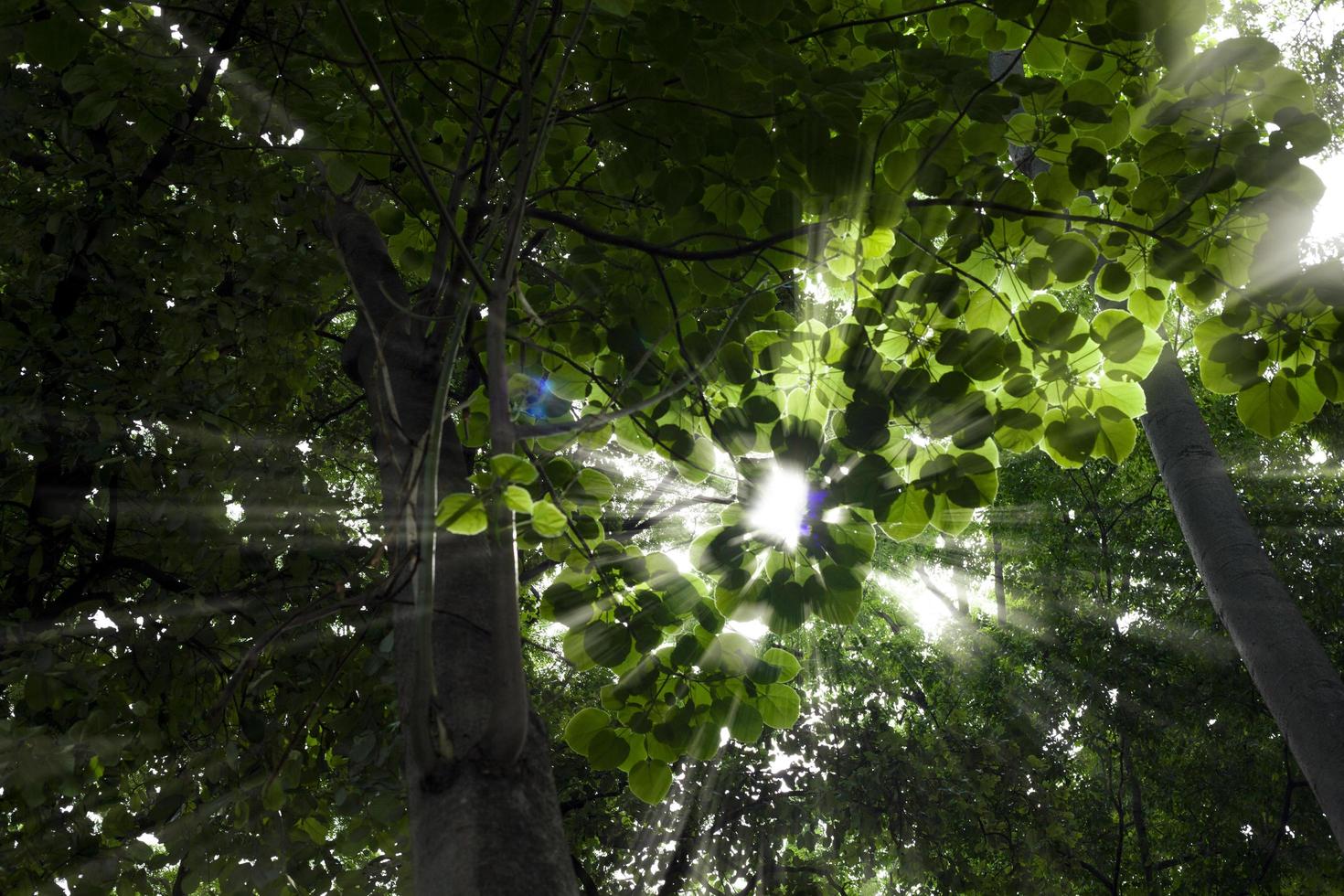 The bottom of a big tree with light shines through the beautiful green leaves. photo