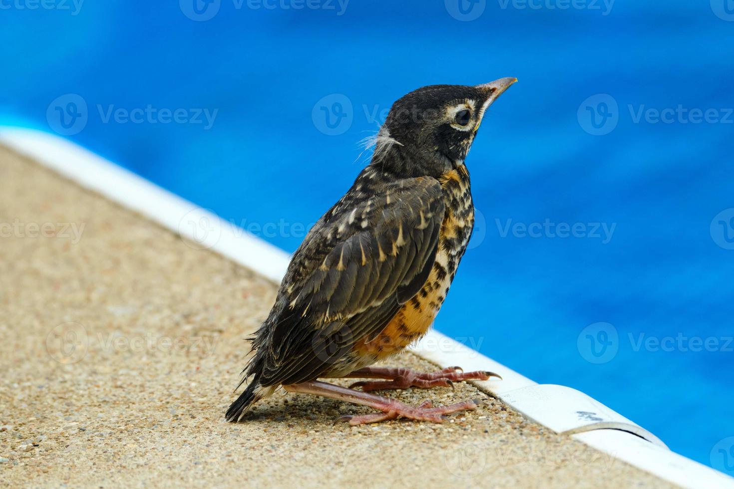 Baby robin bird on edge of pool photo