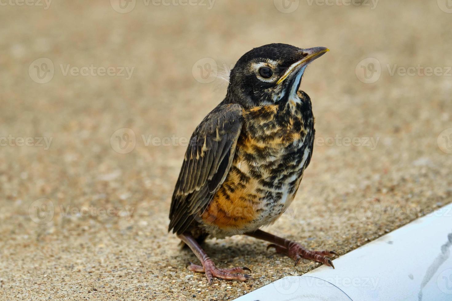 Baby robin bird on edge of pool photo