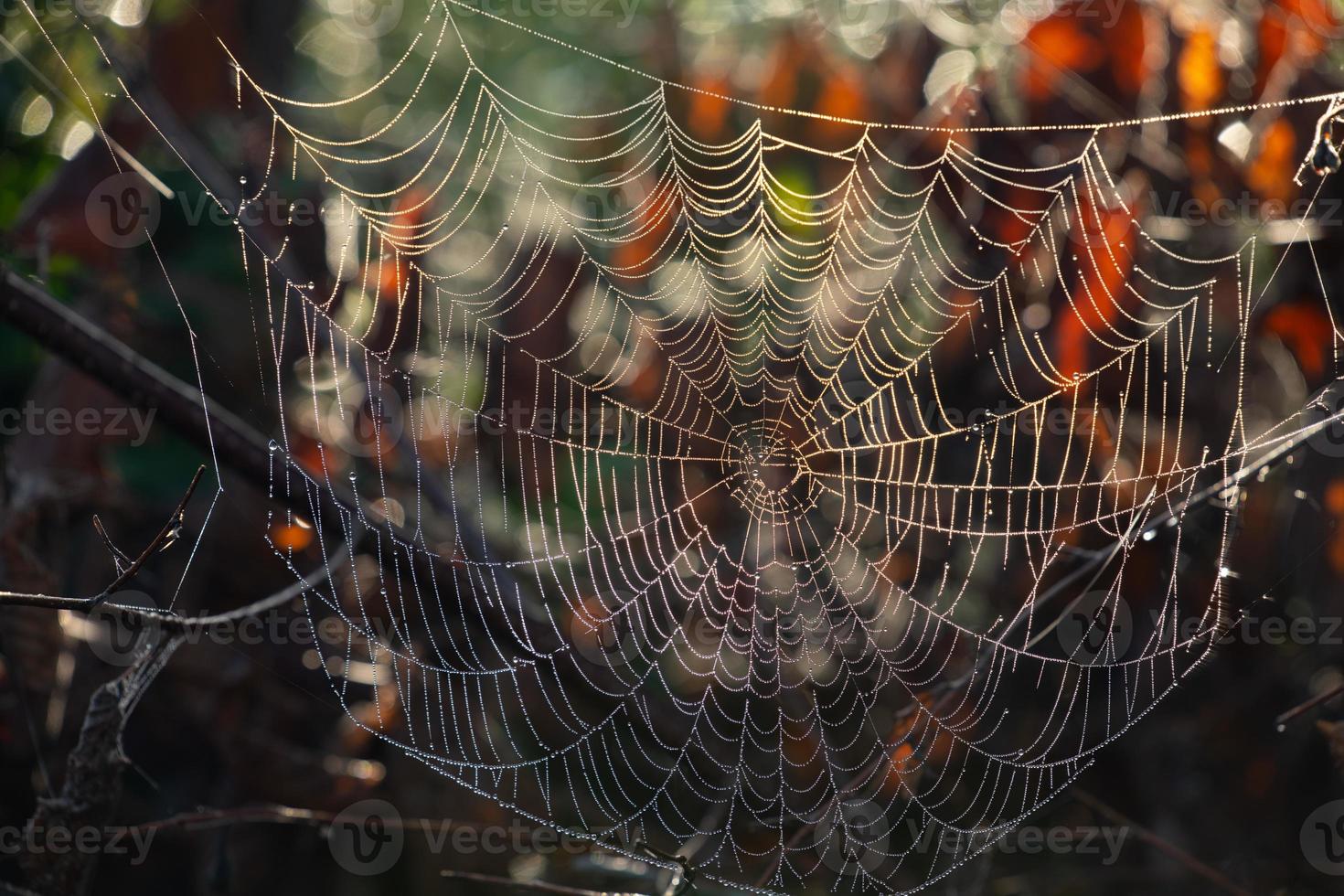 una gran telaraña cuelga entre las ramas en otoño. puedes ver hojas amarillas en el fondo. la red está cubierta con gotas de agua. foto