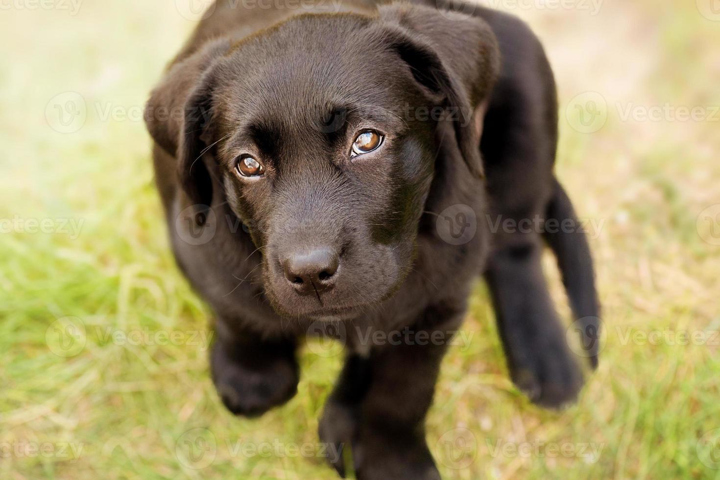 Labrador retriever dog. A black labrador puppy on a background of green grass. photo