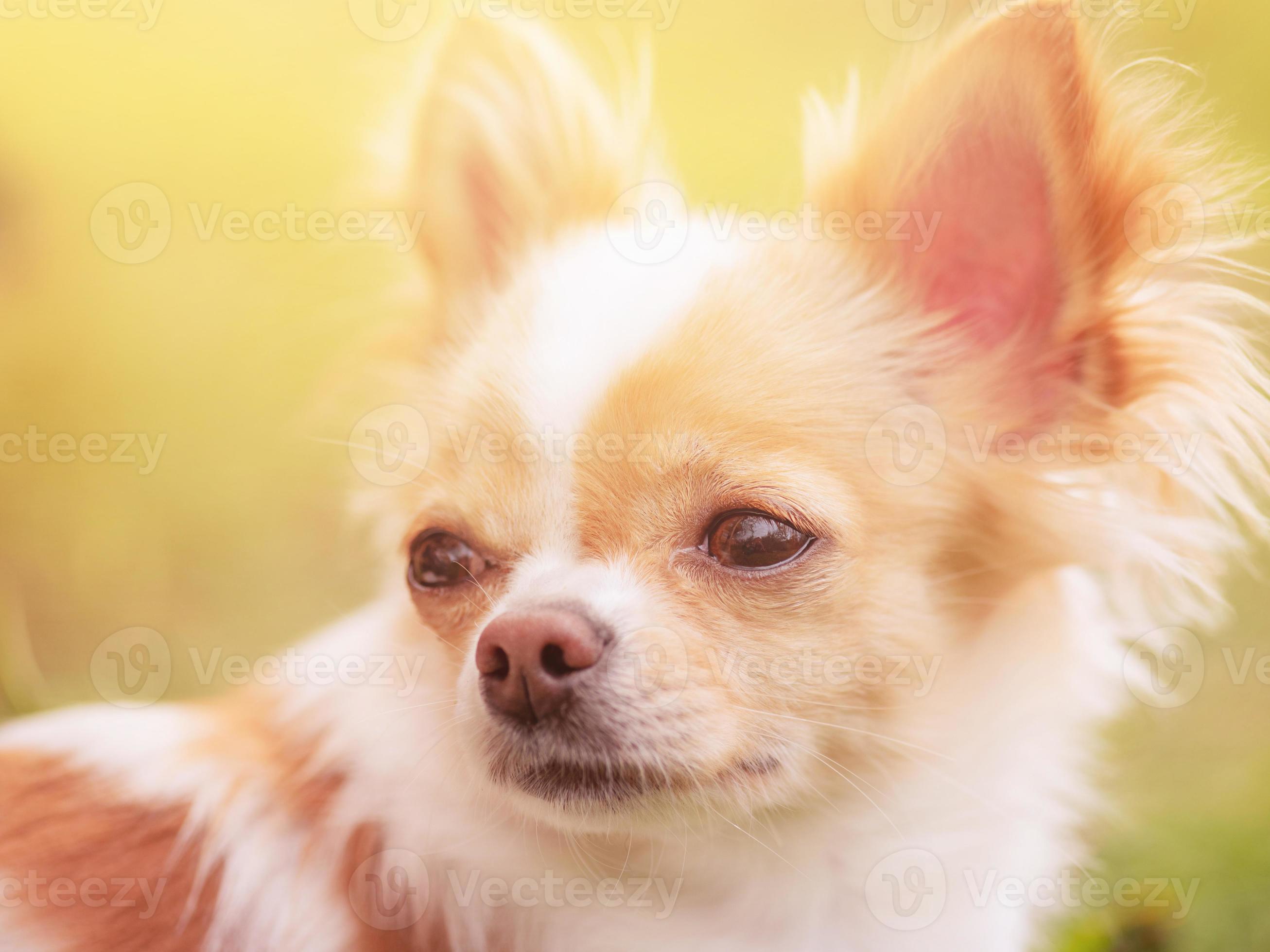 Mini long haired chihuahua store