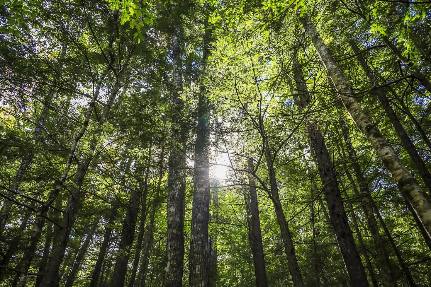 Sun shining through the trees of the forest in the fall photo