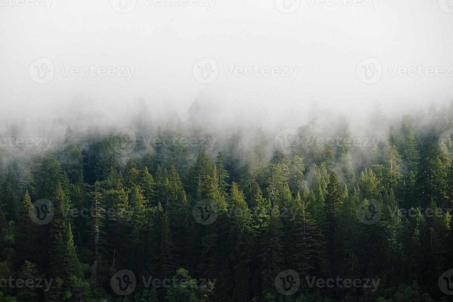 fondo de árbol de secoya verde con nubes en el parque nacional y estatal de secoya, california foto