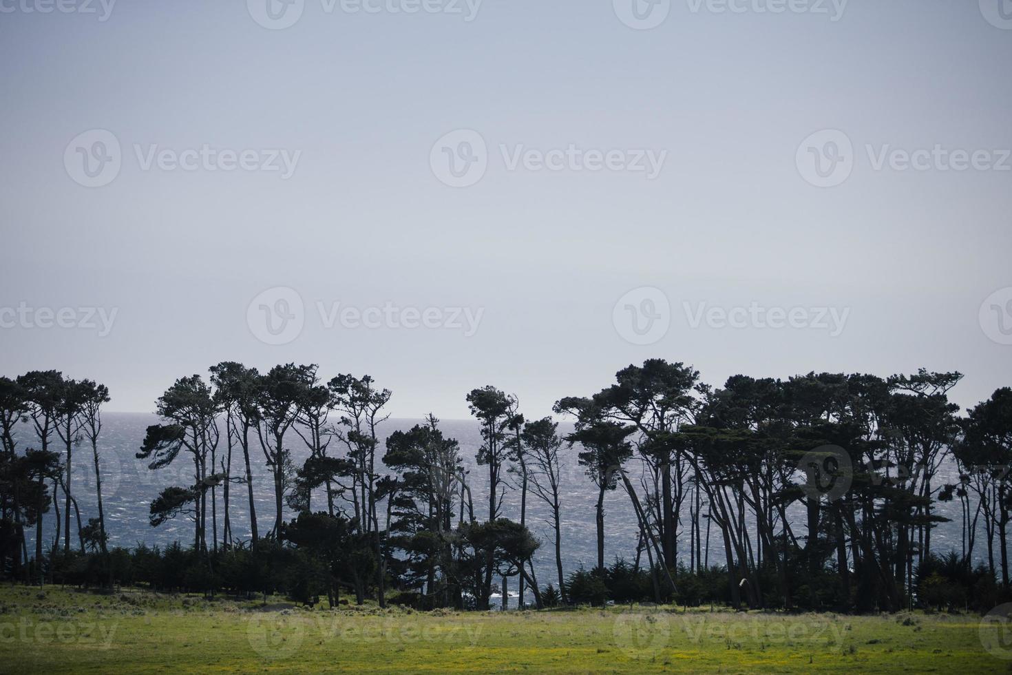 Natural palm tree and ocean background photo
