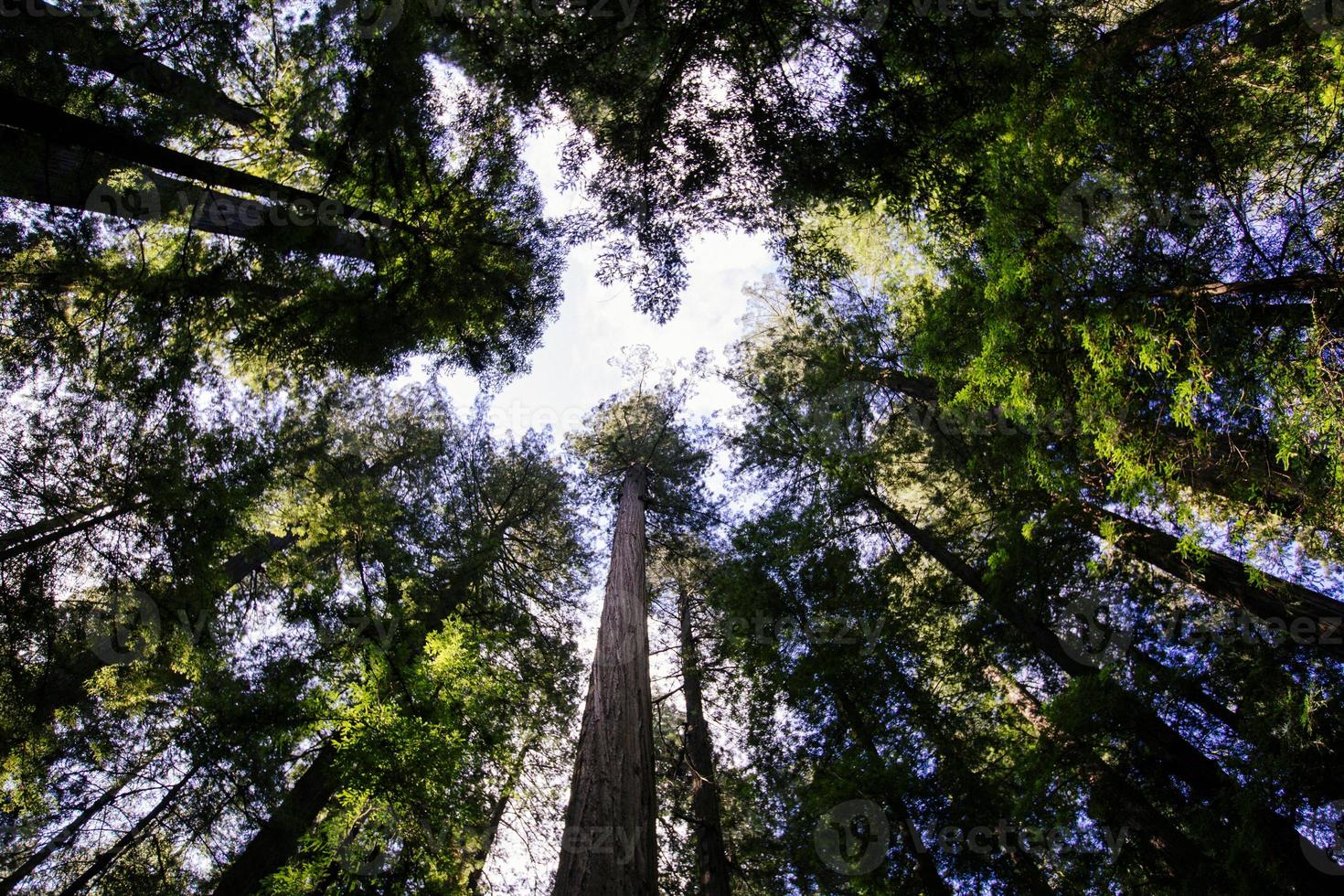 Redwood trees with sunlight in nature landscape forest looking up photo