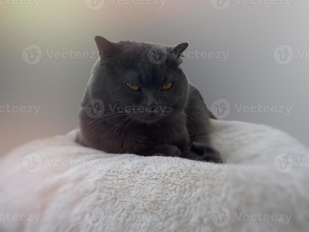 Retrato de un gato escocés gris sobre un fondo borroso foto