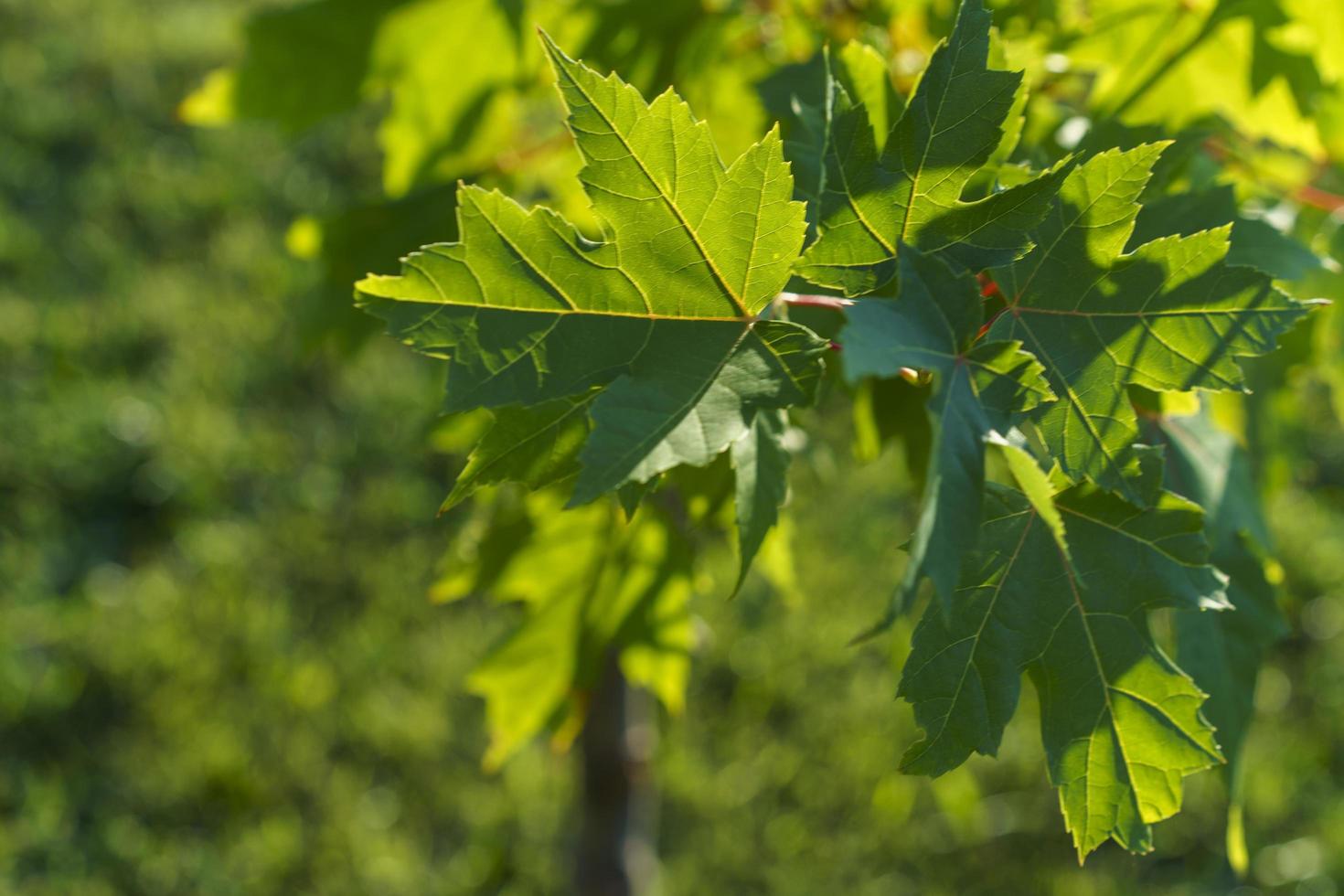 Natural landscape with maple leaves against the sky photo