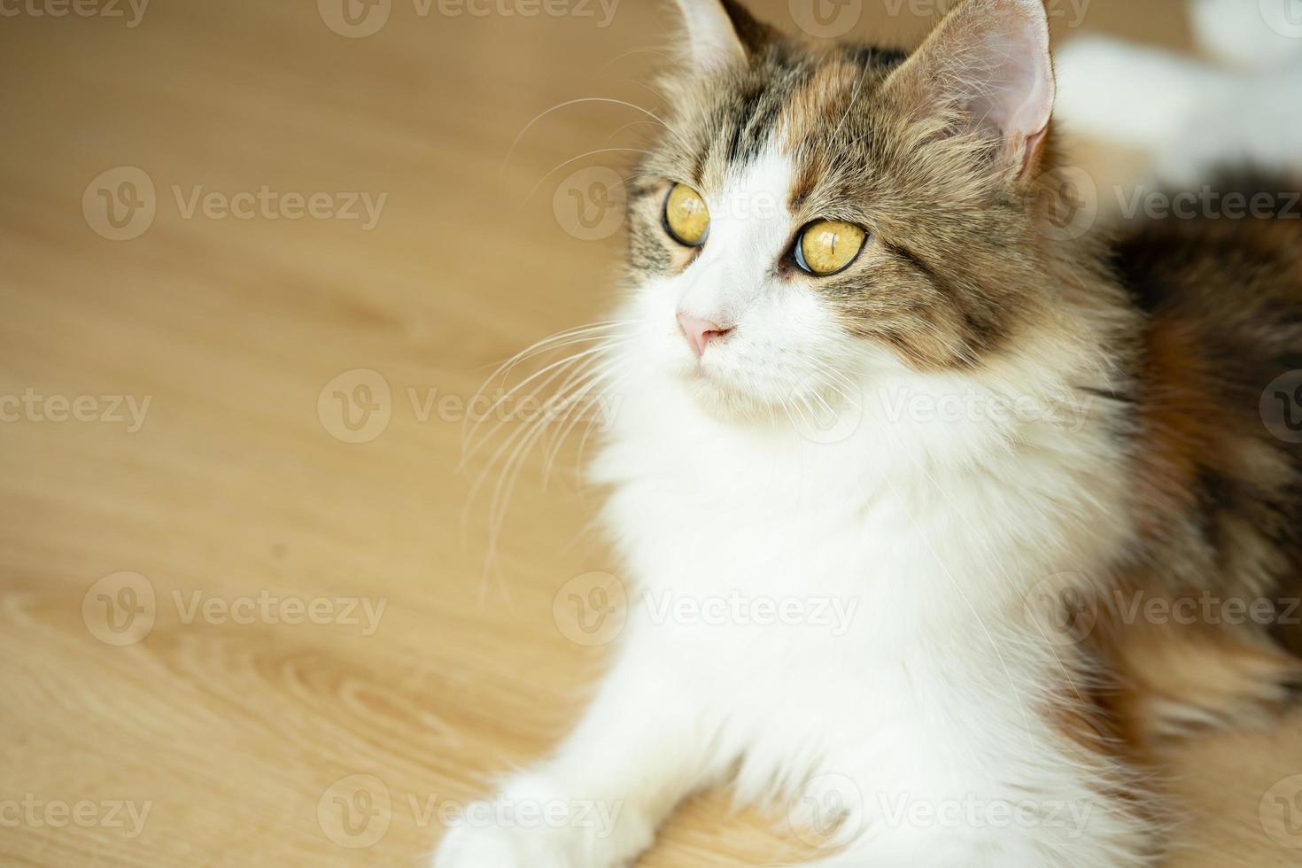 lindo gato mirando a su alrededor, concepto de mascotas, animales domésticos. primer plano, retrato, de, gato, sentado, mirar alrededor foto
