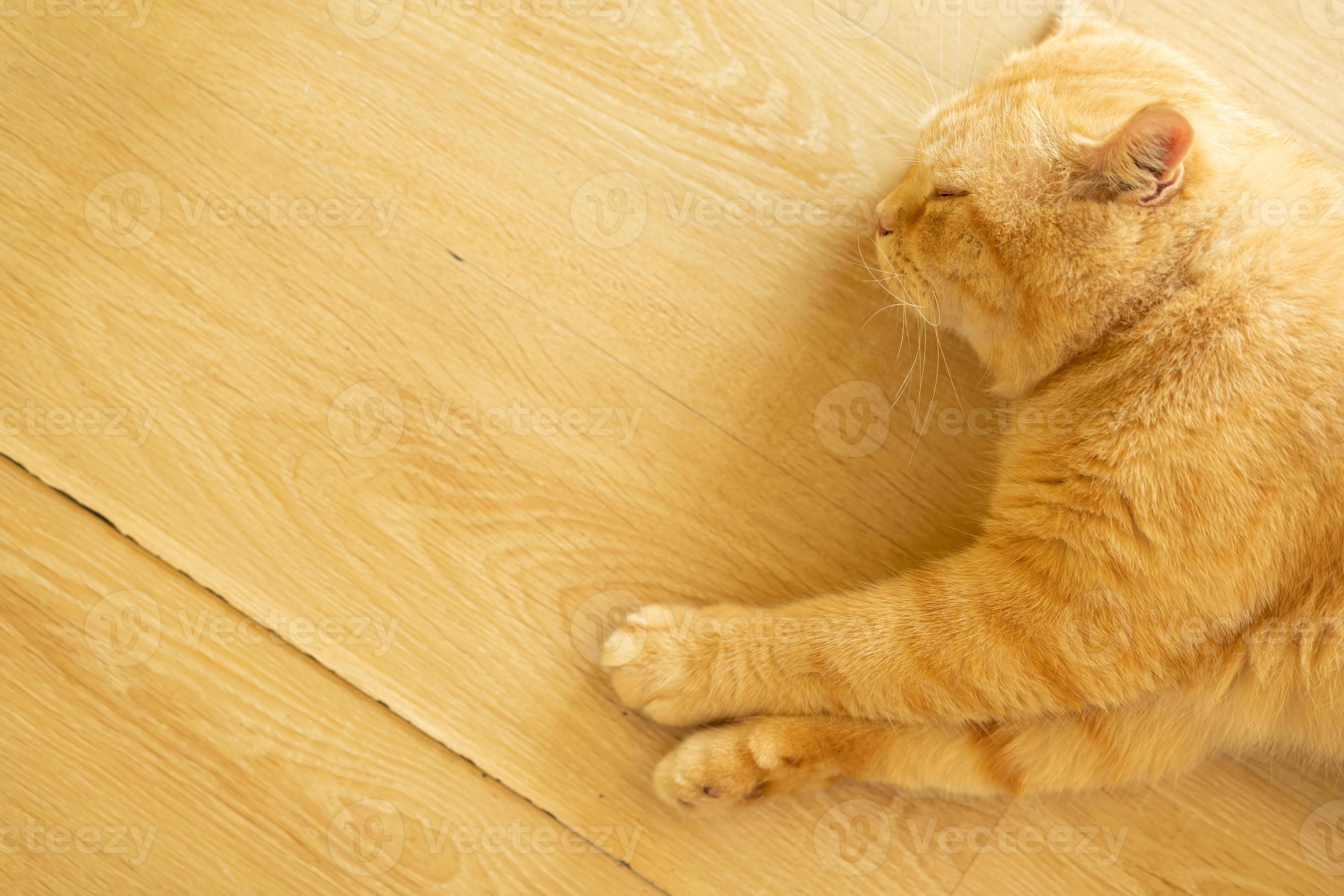 Cat sleeping on a sofa. sleeping cat 12574300 Stock Photo at Vecteezy