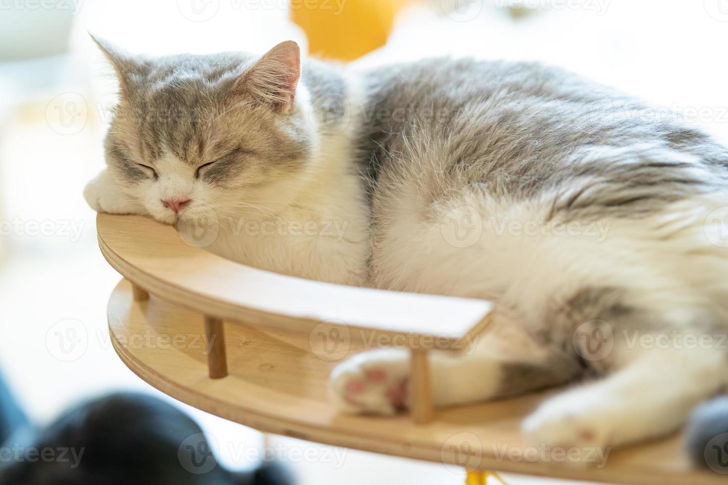 Cat sleeping on a sofa. sleeping cat photo